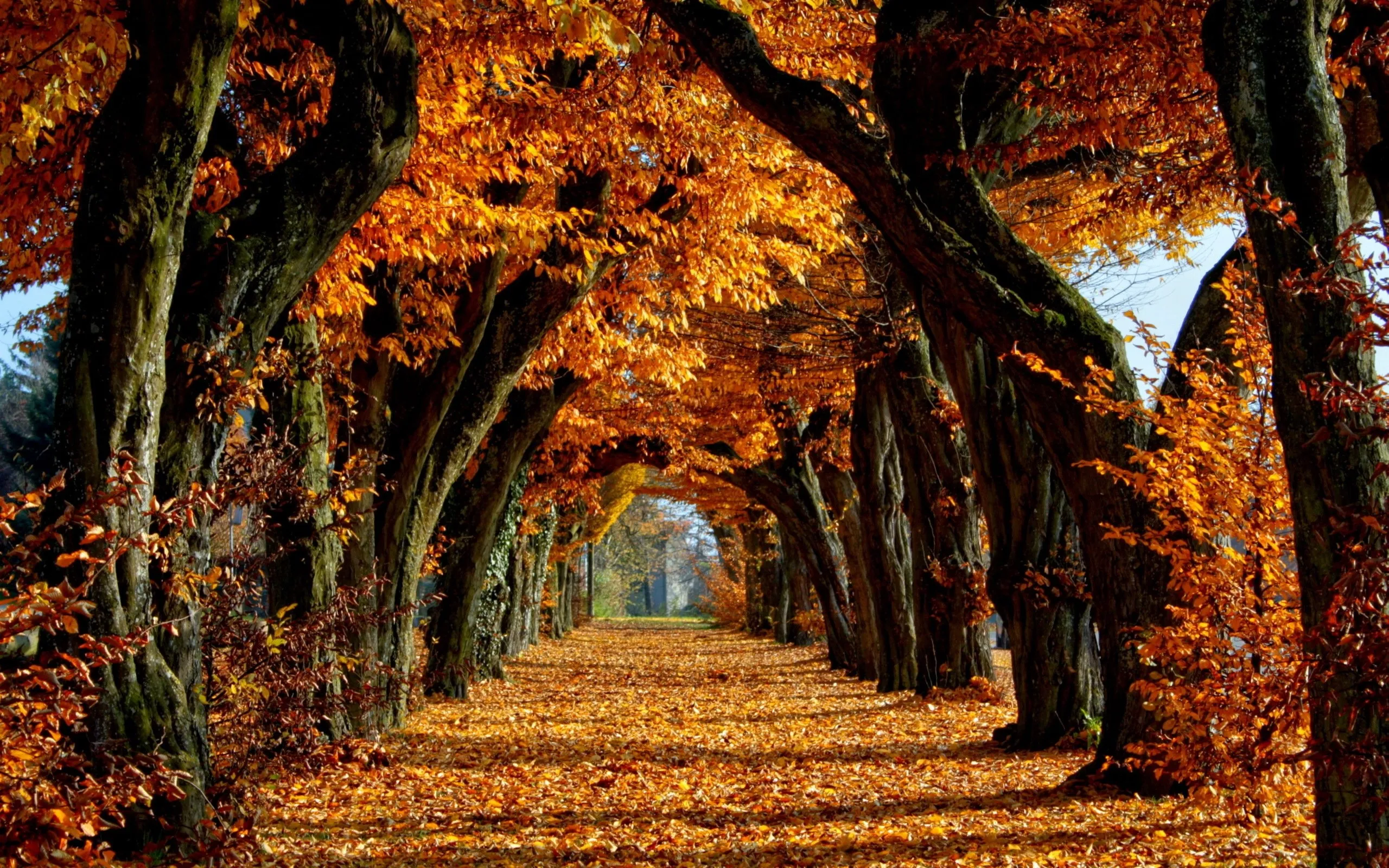 Tunnel Path Under Golden Autumn Leaves in a Deep Forest