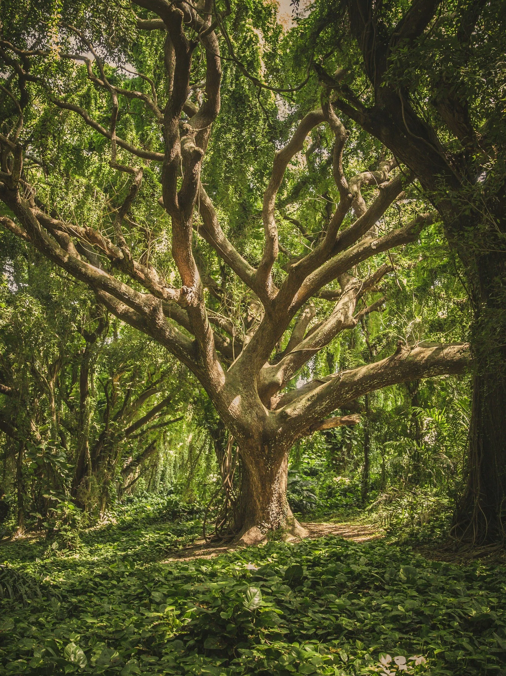 Twisting Tree Trunks Form a Canopy in a Tropical Forest