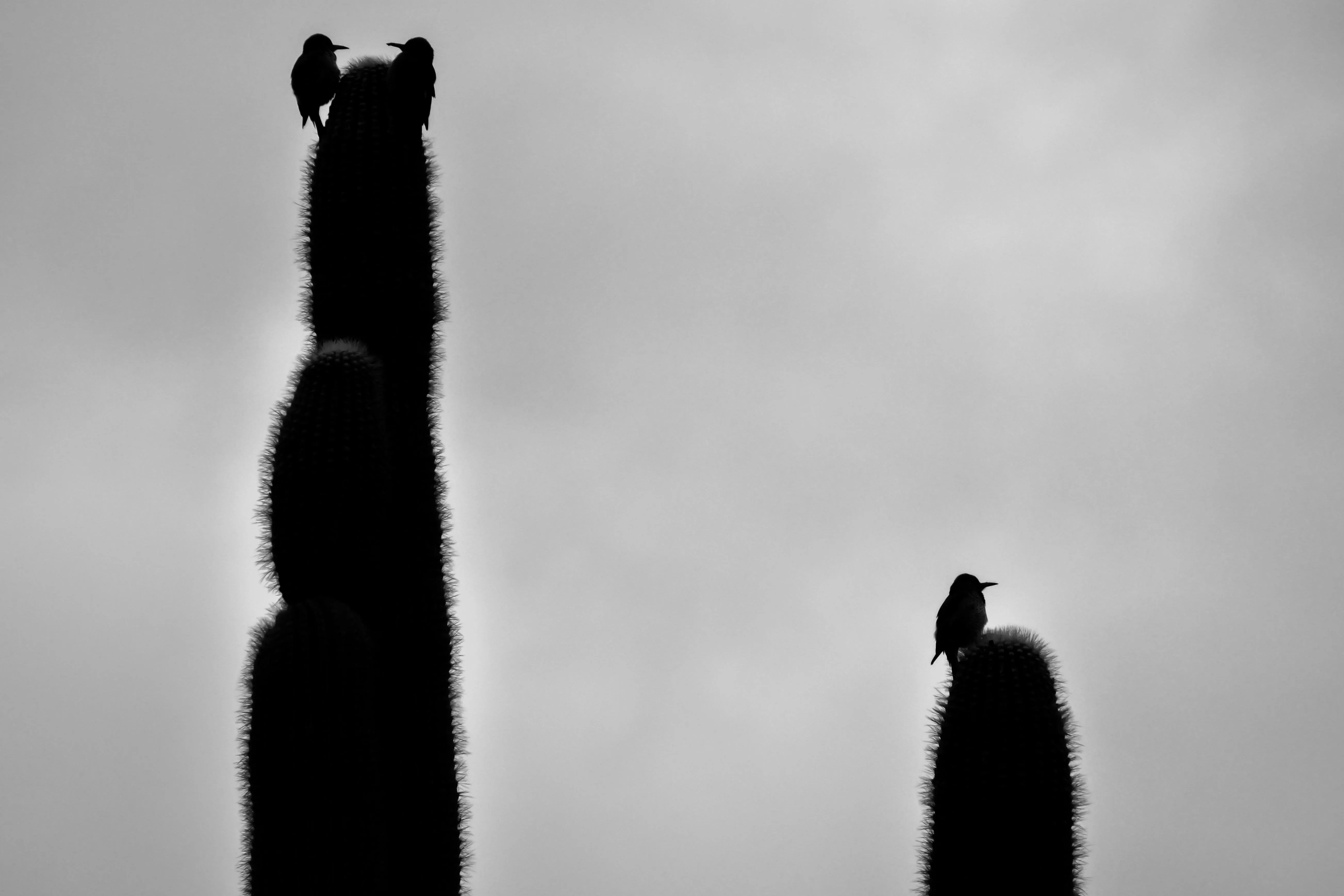 Two Tall Cats Silhouetted against Foggy Background