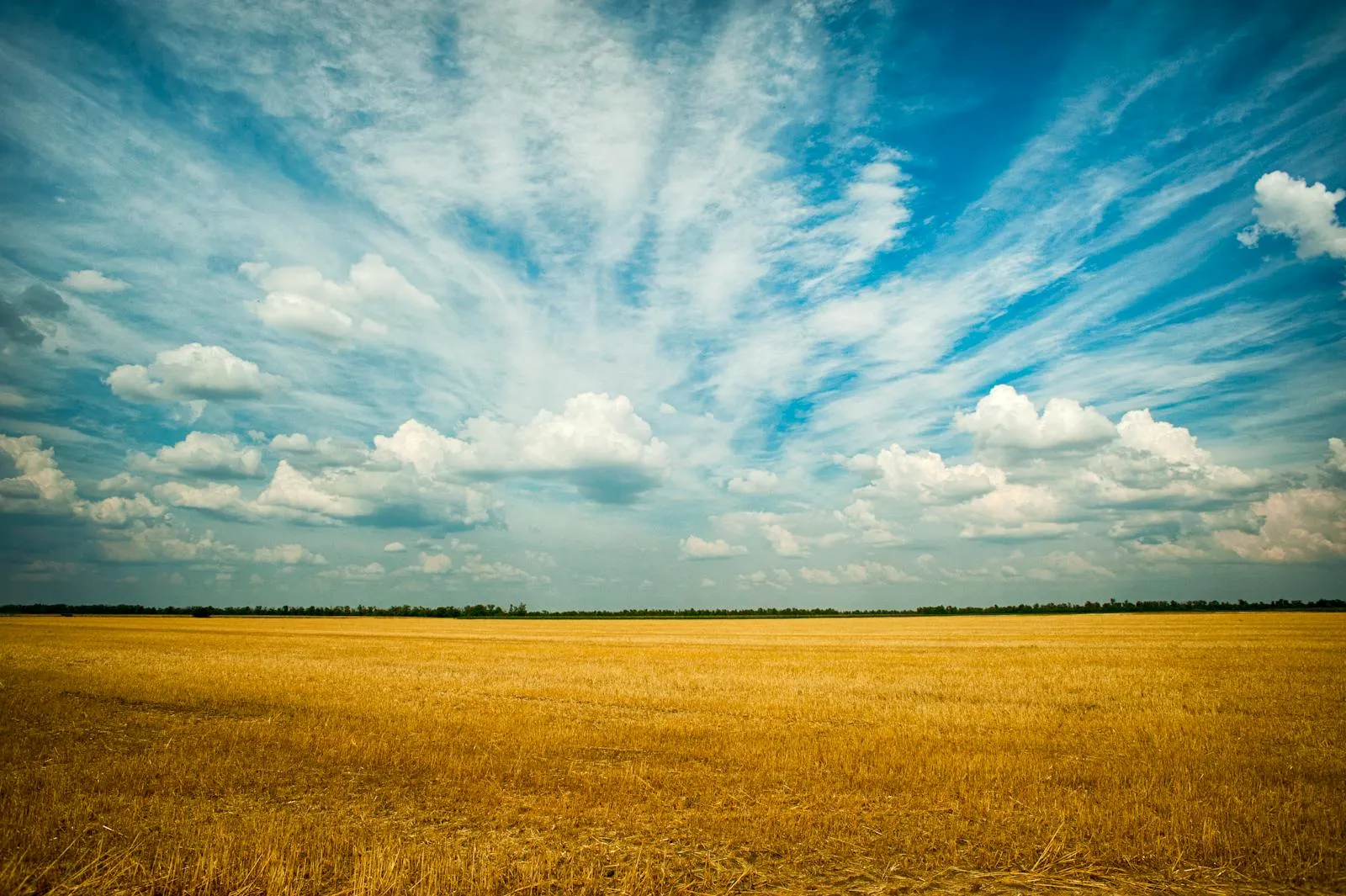 Vast Field Under Dramatic Blue Sky Filled with Cirrus Clouds
