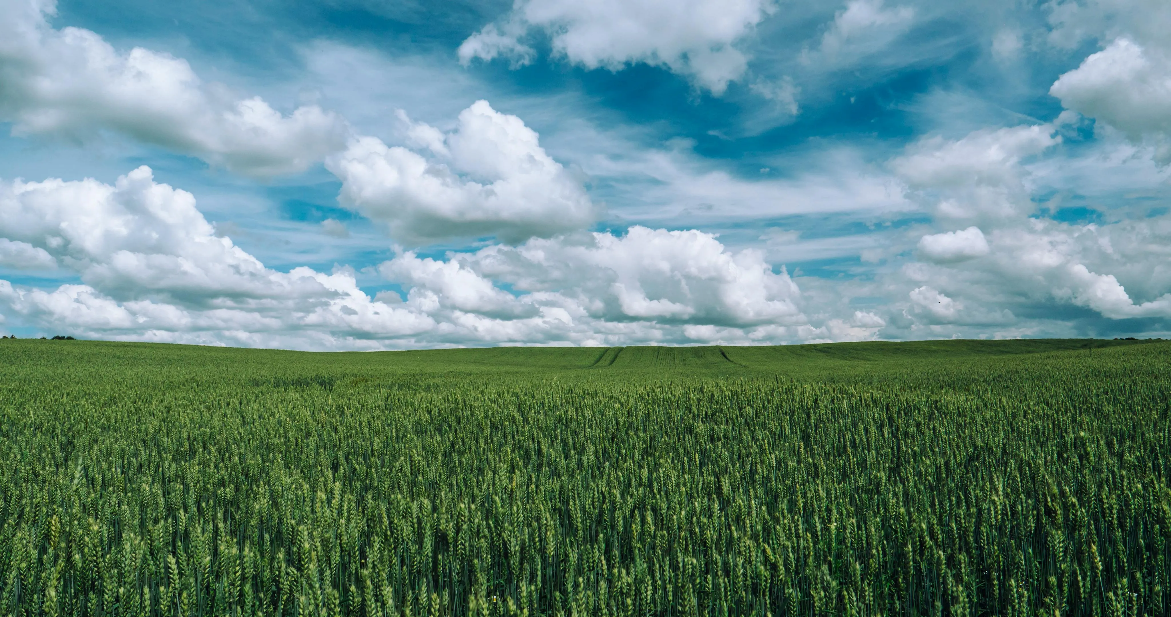 Vast Green Field Under Clear Blue Sky with Clouds Image