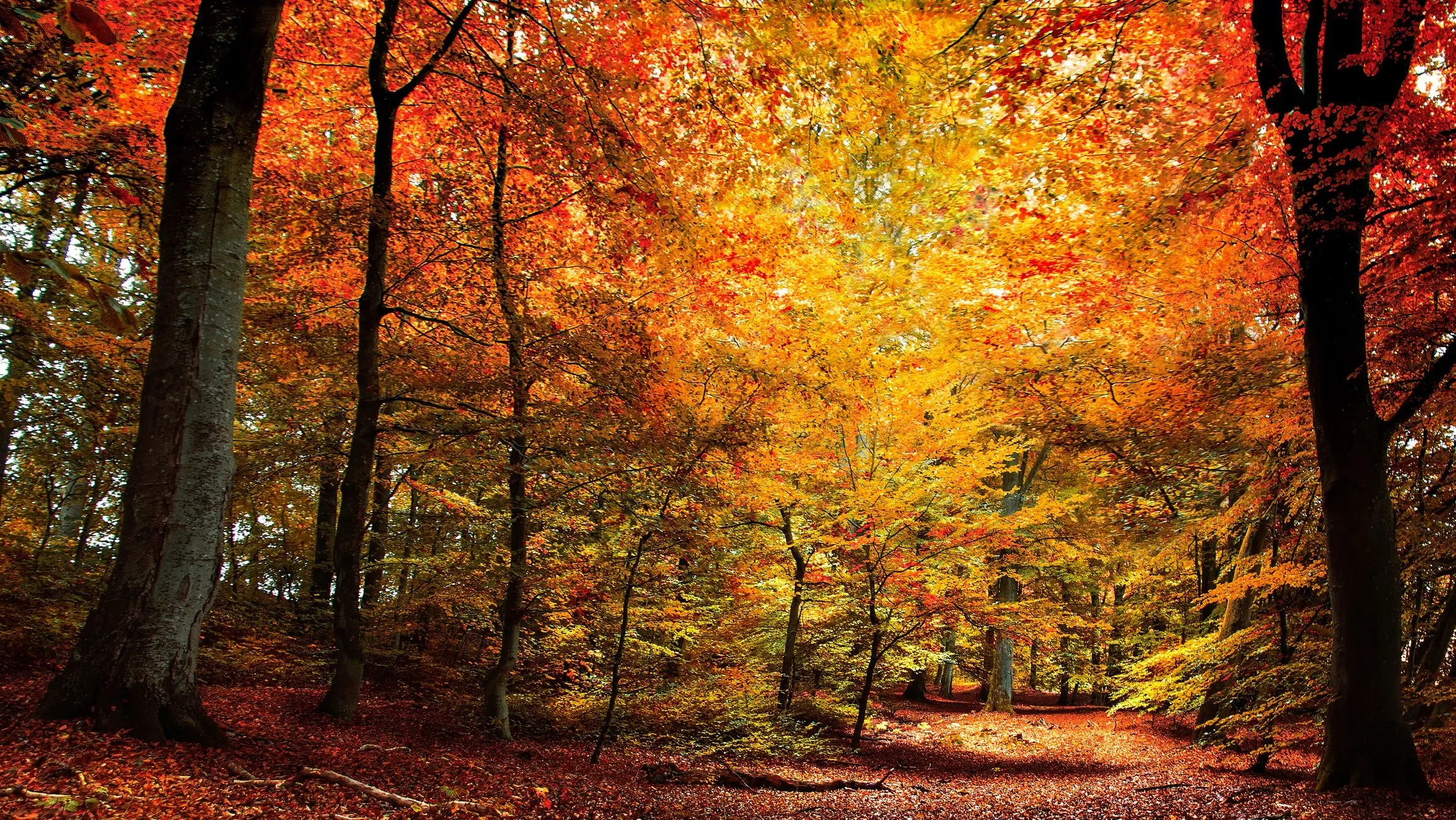Vibrant Autumn Forest with Orange and Red Falling Leaves