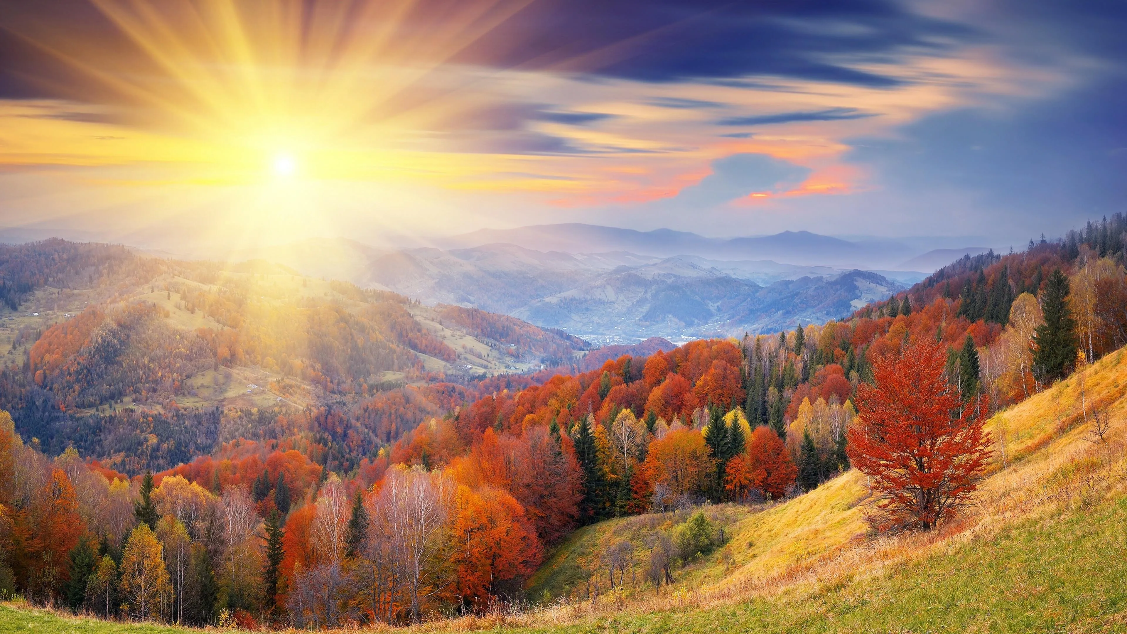 Vibrant fall forest lit by golden sunrise on horizon