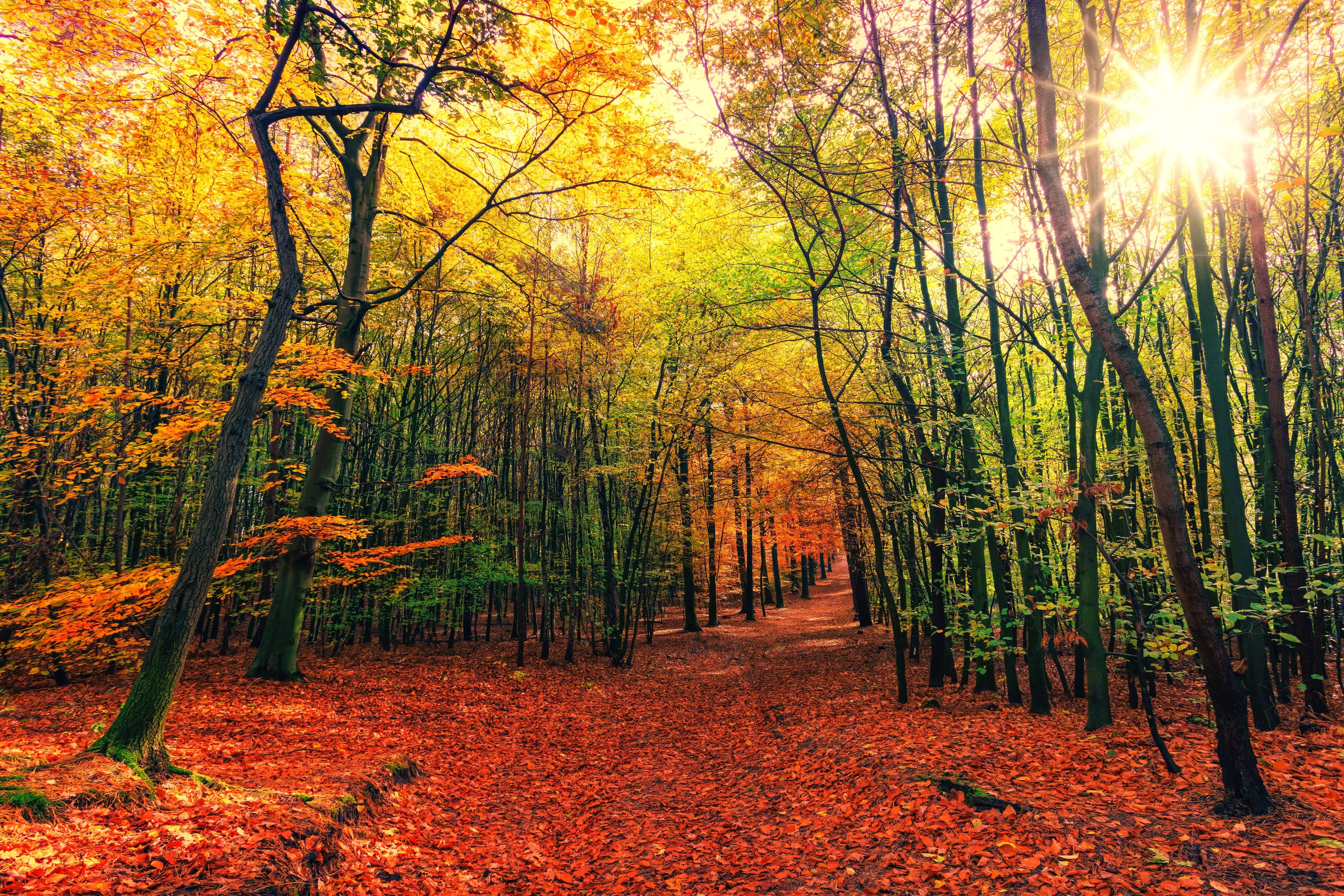 Vibrant Fall Forest with Path and Colorful Trees Wallpaper