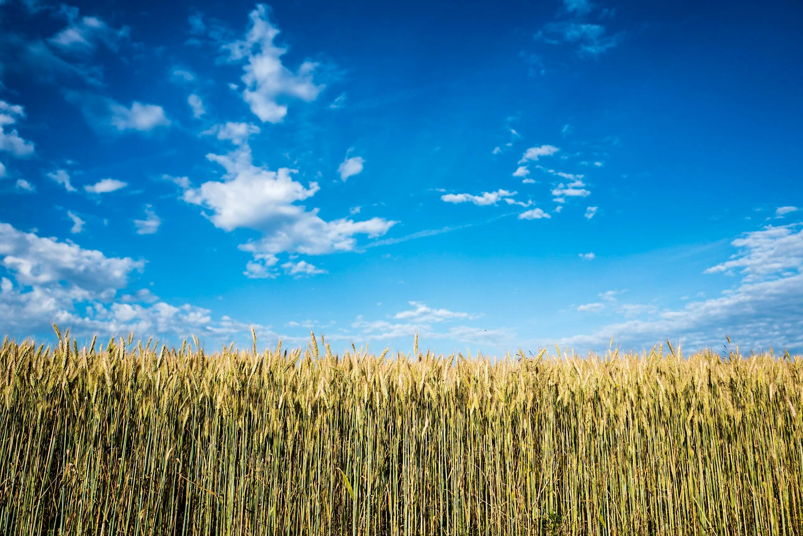 Vibrant Wheat Field Under a Clear Blue Sky with Puffy Clouds