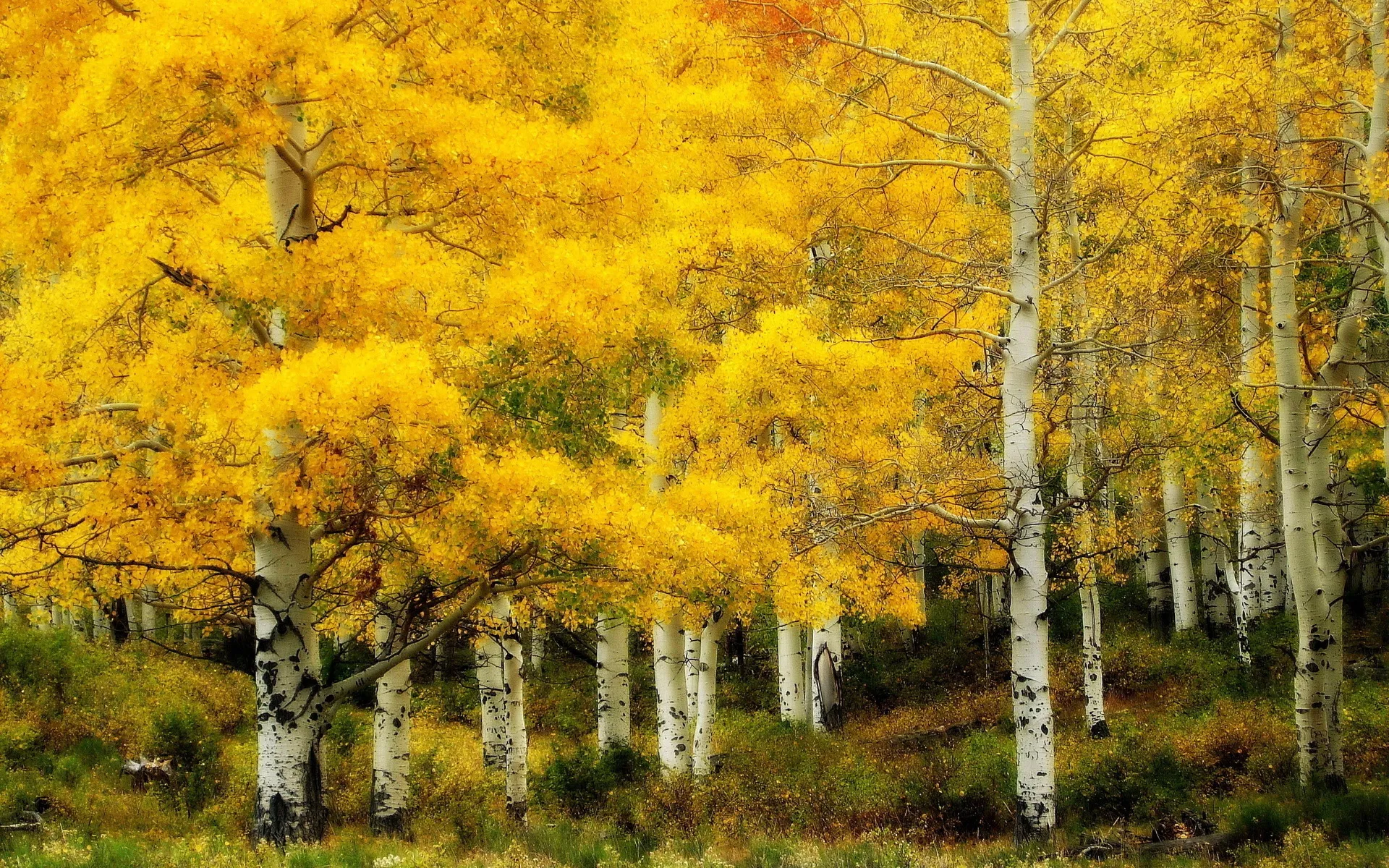 Vibrant Yellow Forest Trees Glowing in Autumn Sunshine