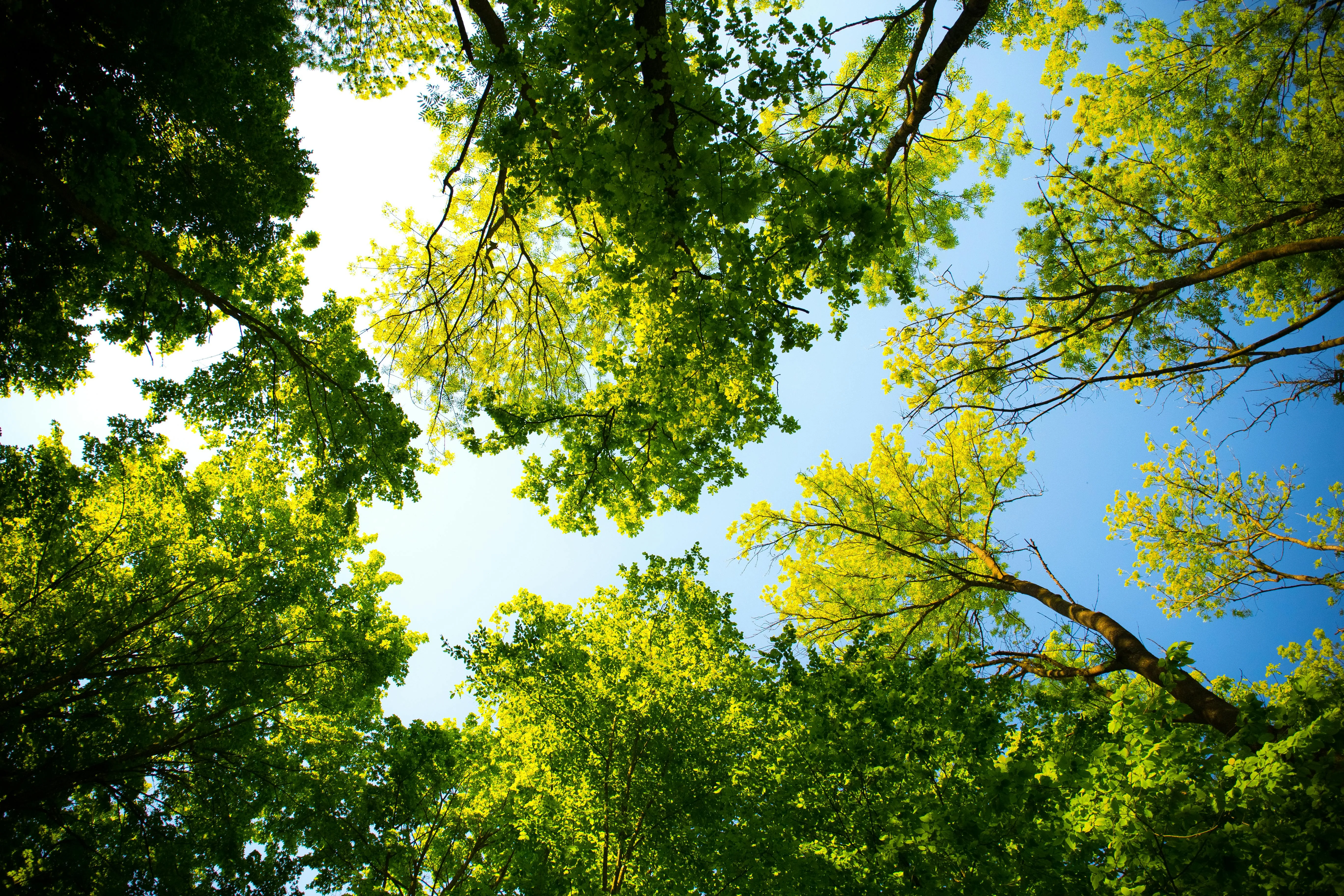 View Looking Up At Bright Green Tree Canopy on Sunny Day