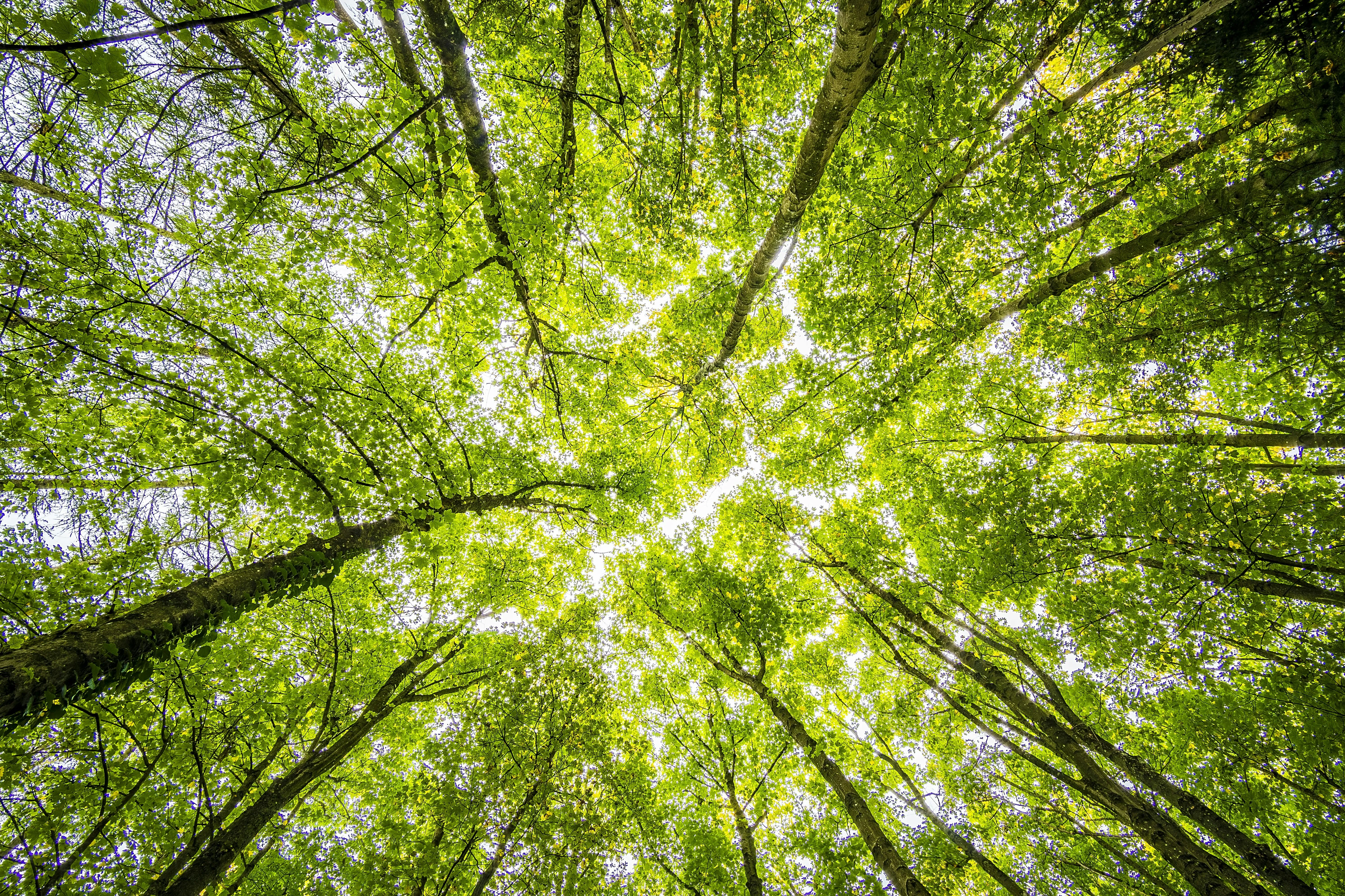 View Looking Up At Sunlit Green Leaves in a Tall Forest