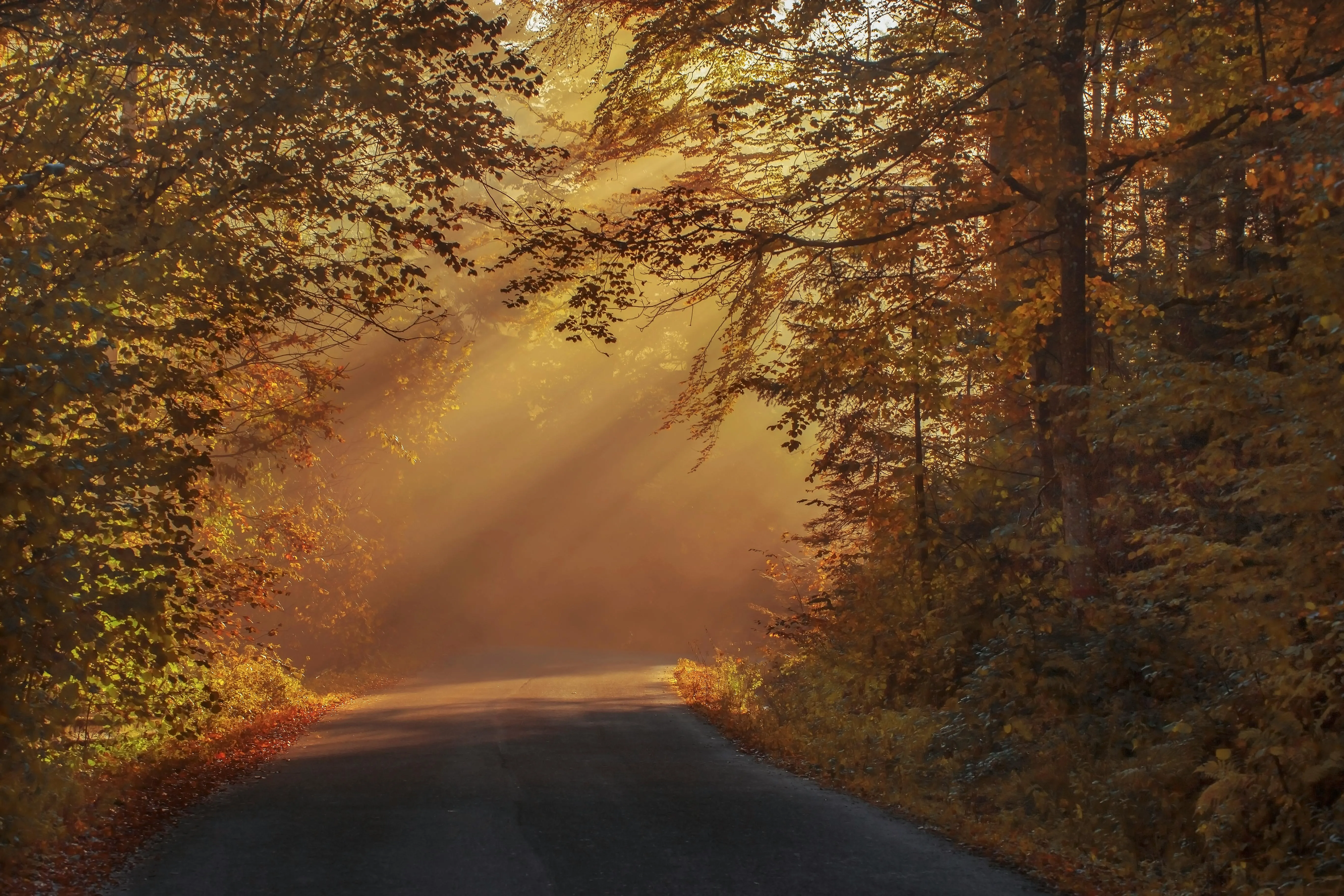Warm Sunlight Glows on the Forest Path with Golden Leaves