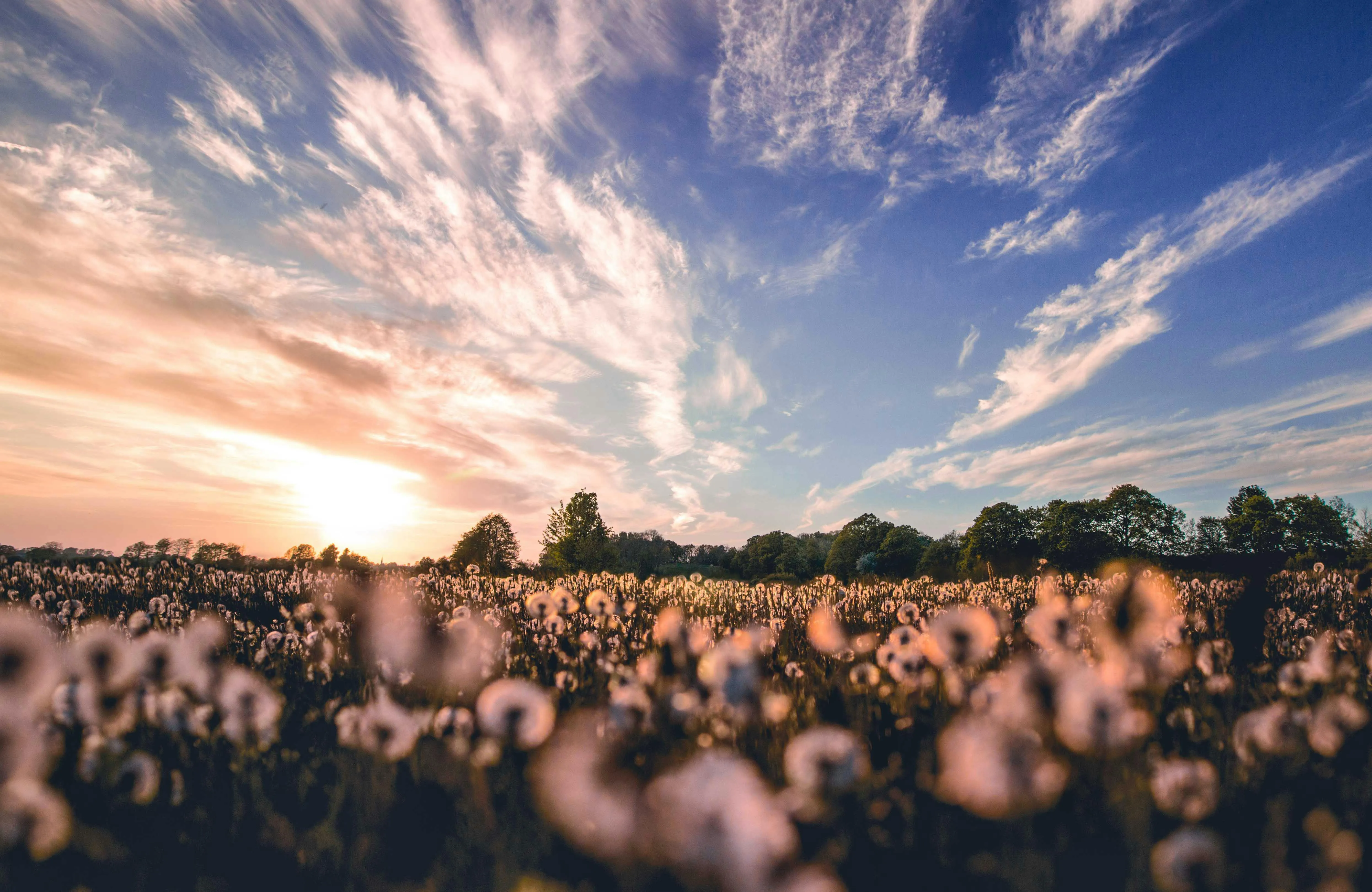 Warm Sunset Over a Field of Tall Flowers Free 4K Image