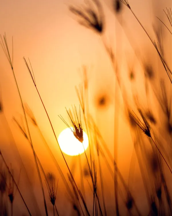 Warm Sunset with Clouds Behind Dried Grass Silhouette