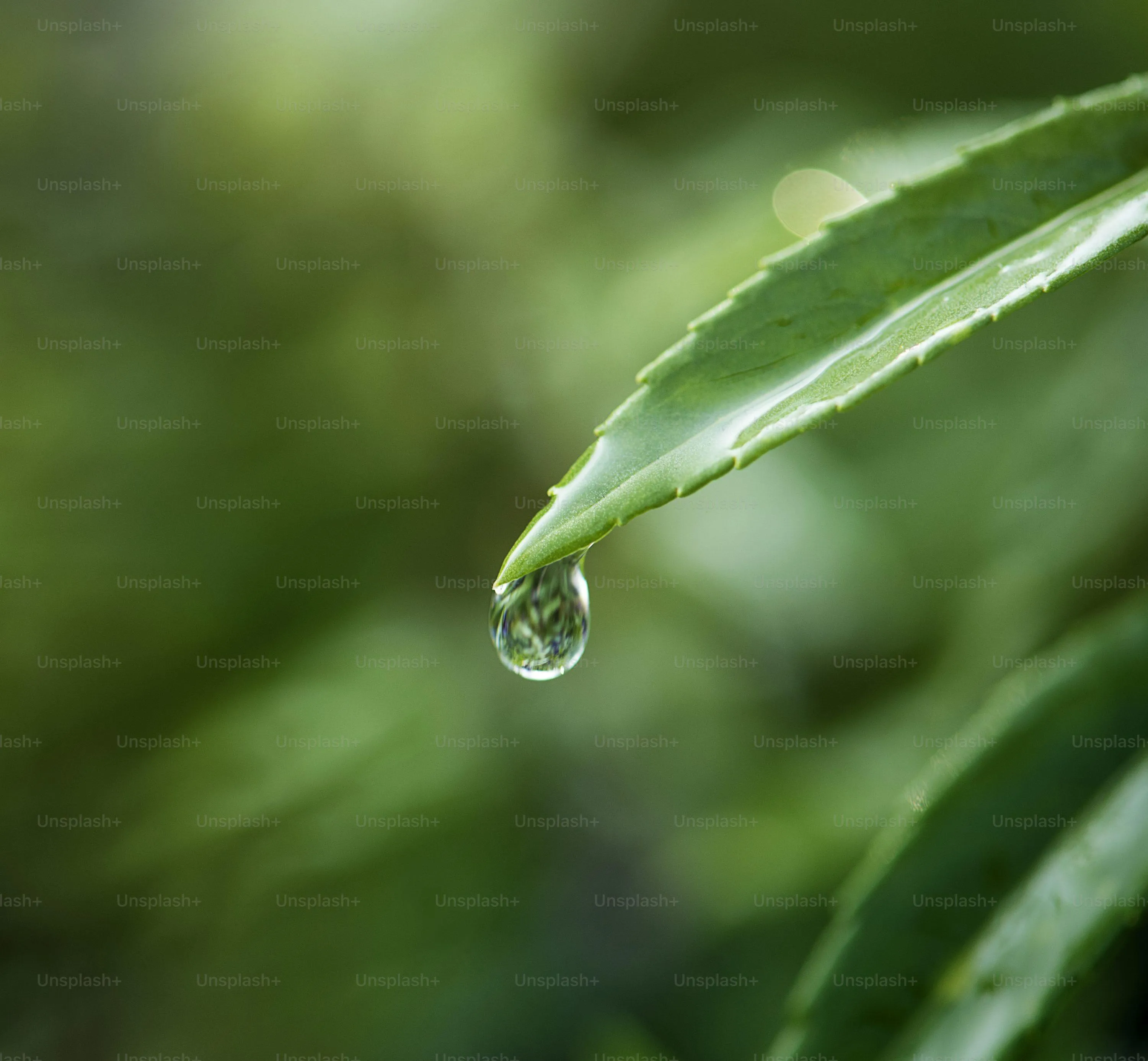Water Droplet Hanging From Leaf Tip Free Wallpaper
