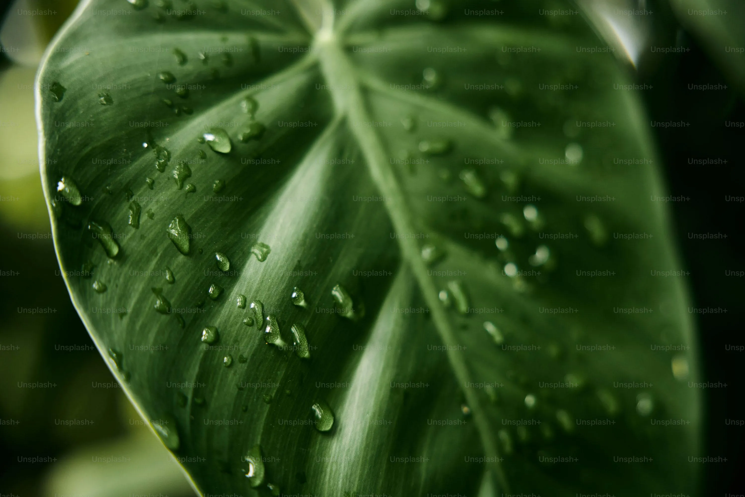 Water Droplets on Green Leaf Under Gentle Rain Free Wallpaper