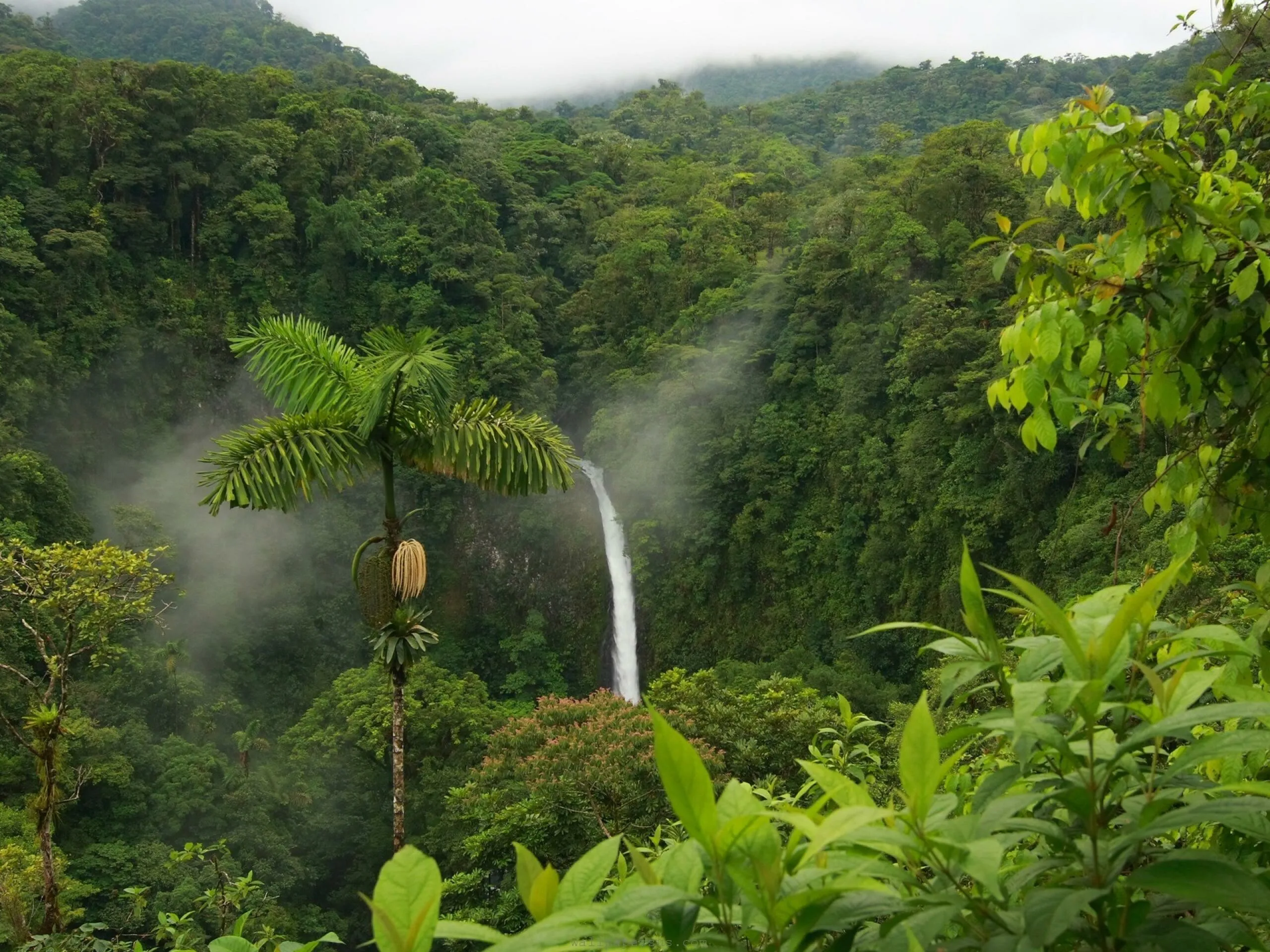 Waterfall Flowing Through a Lush Green Rainforest Mountain