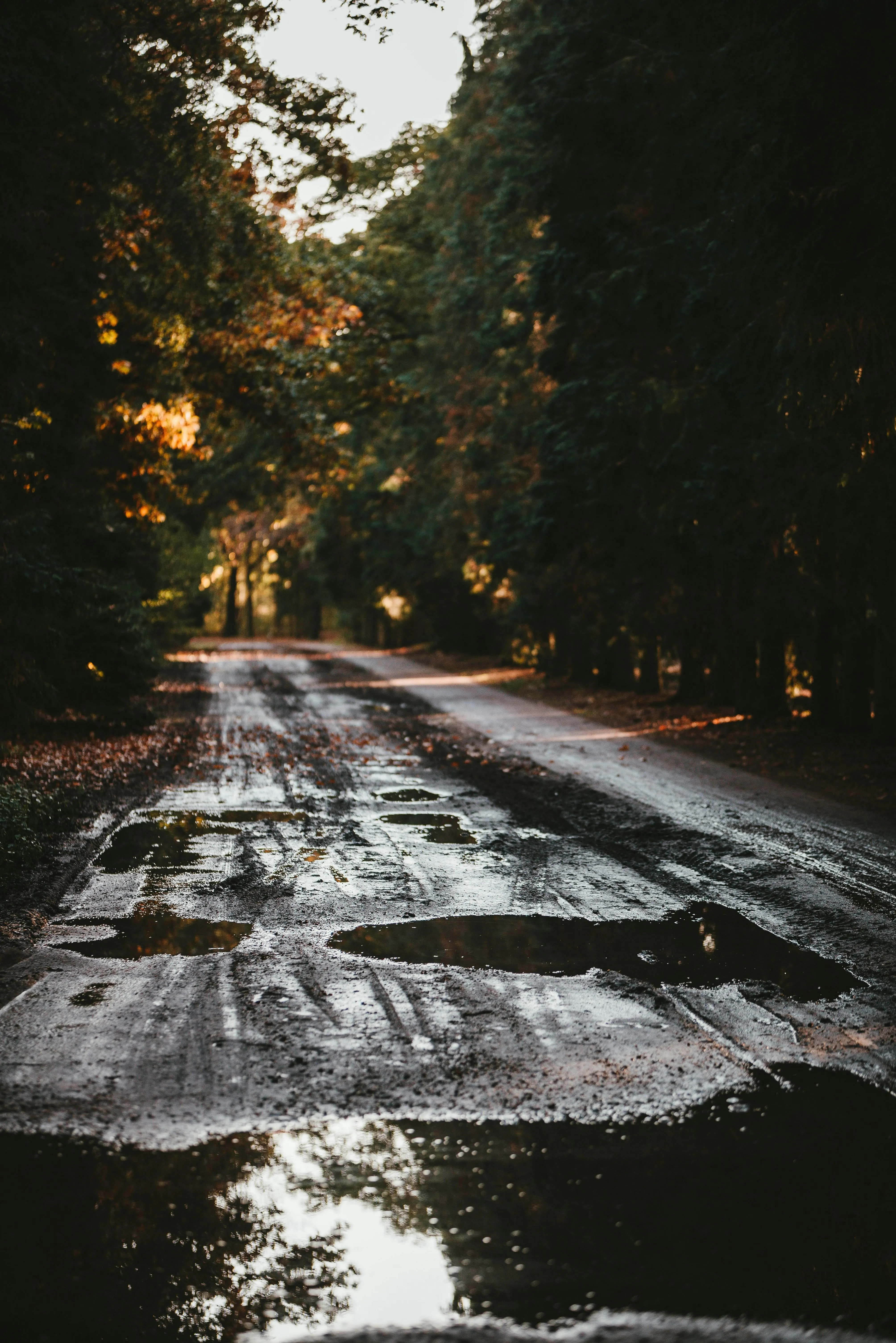 Wet Asphalt Road in Forest During Evening Rainfall