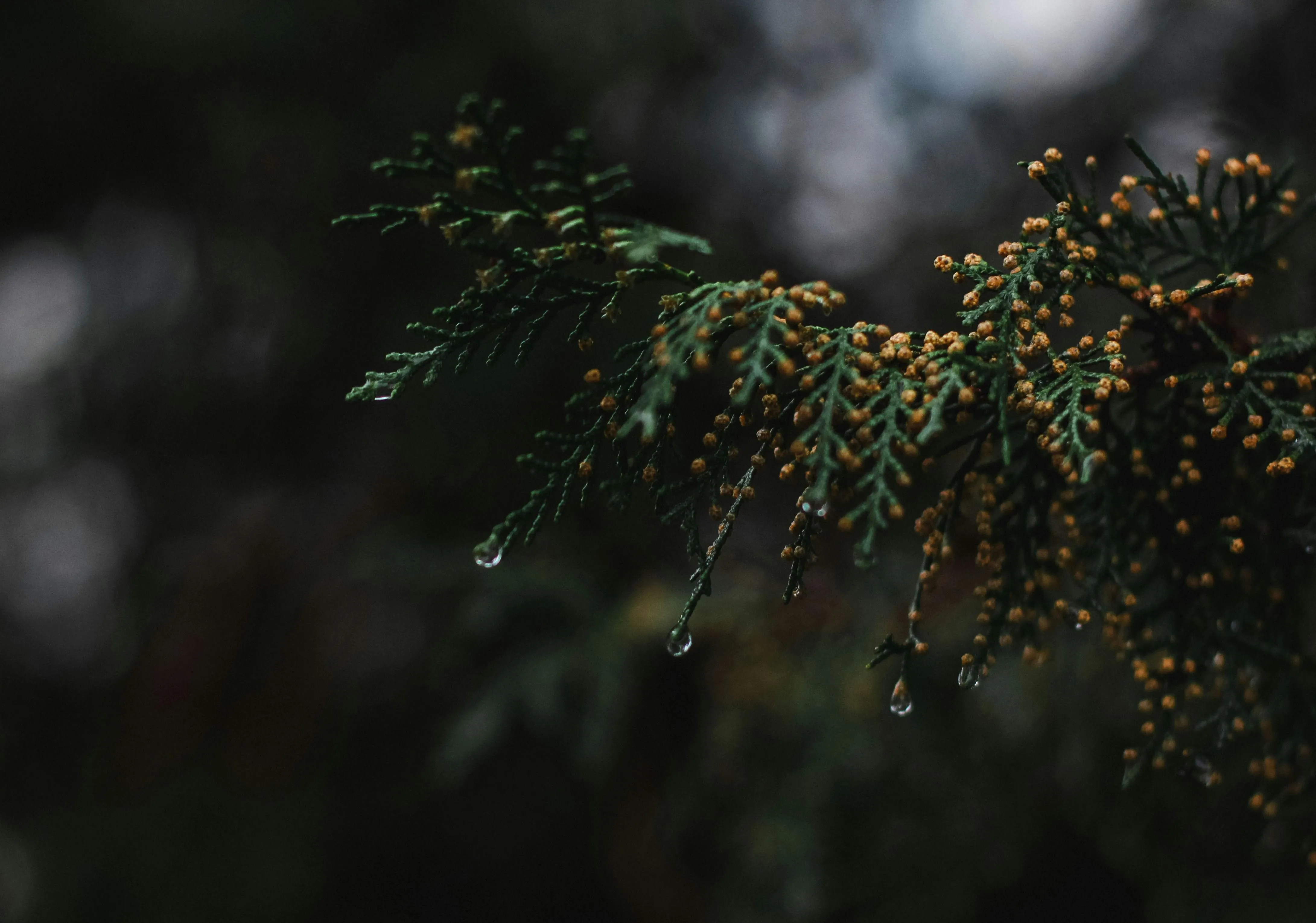 Wet Forest Environment Showing Moisture and Dark Shadows