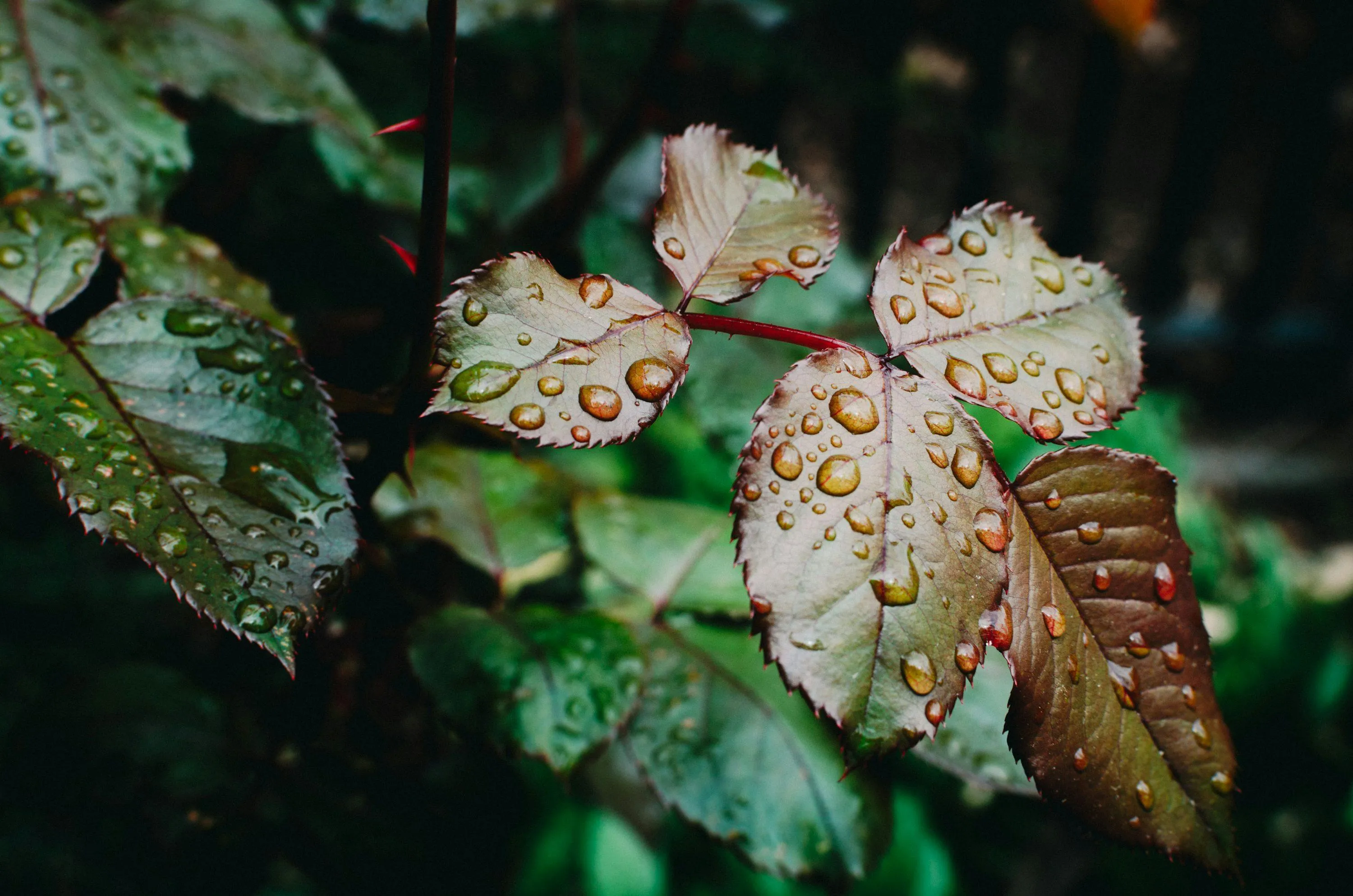 Wet Green Leaves Covered in Fresh Rain Free Wallpaper