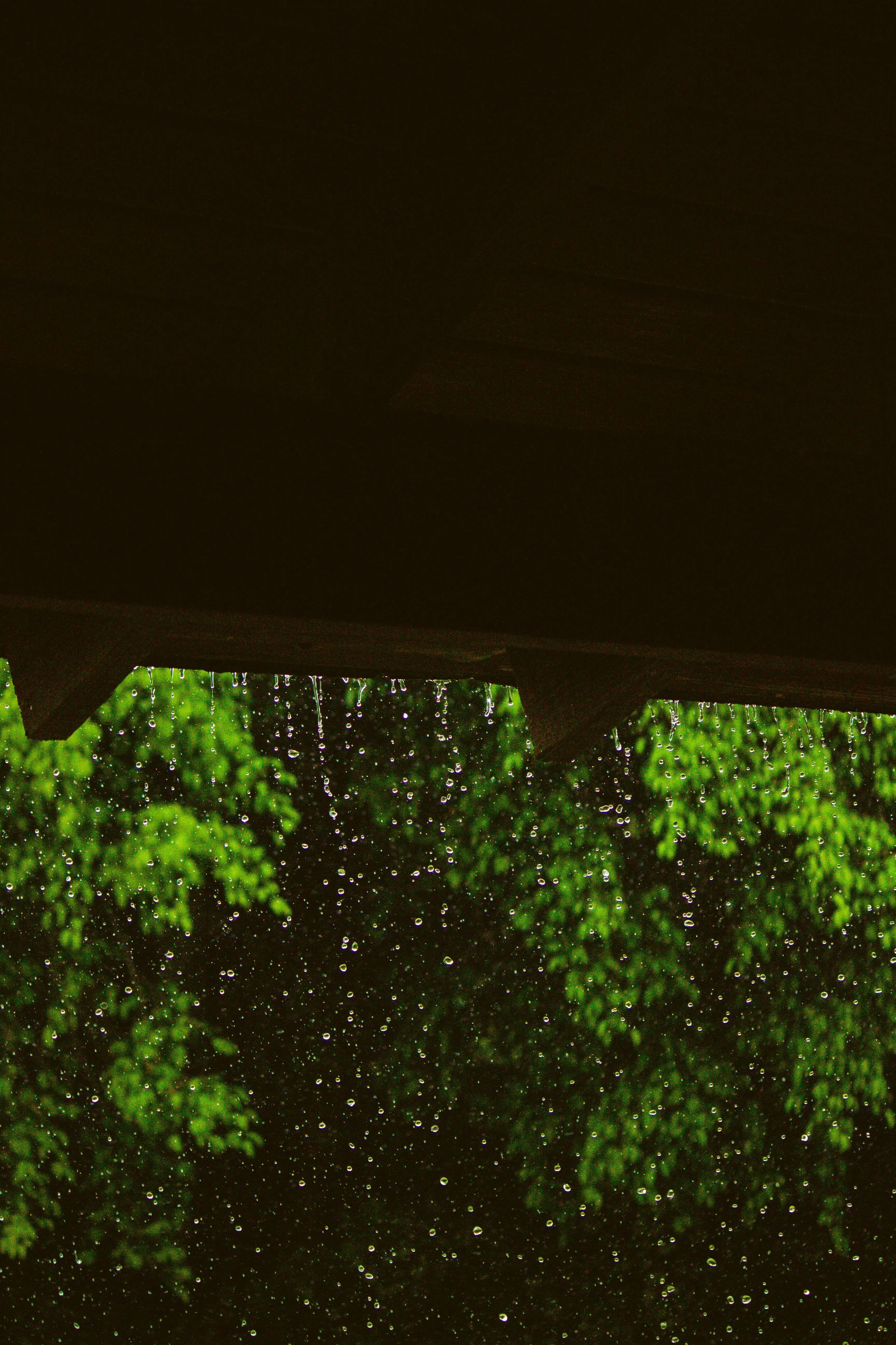 Wet Leaves Glowing in Rain with Dark Background