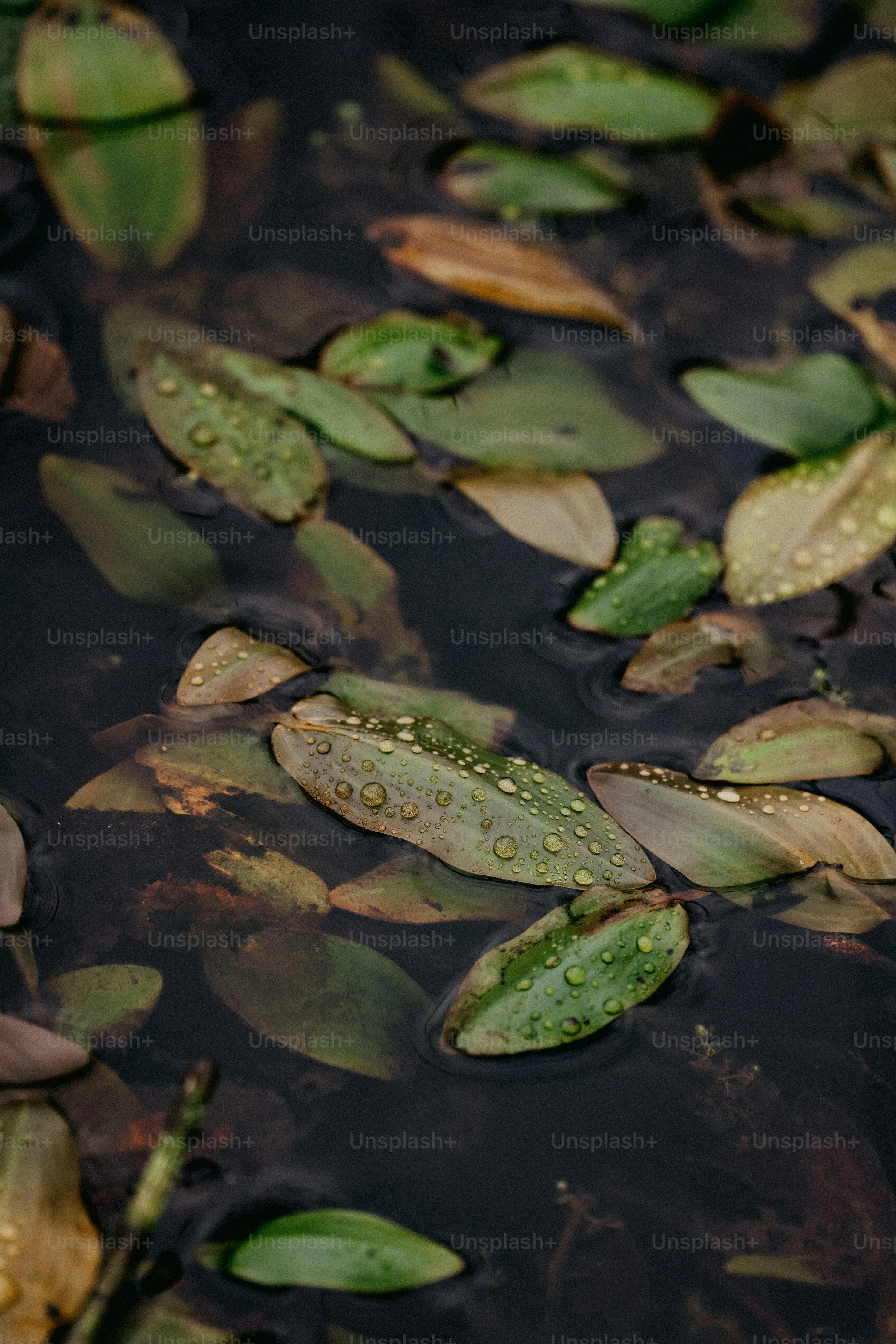 Wet Leaves on Ground After Fresh Morning Rain Wallpaper