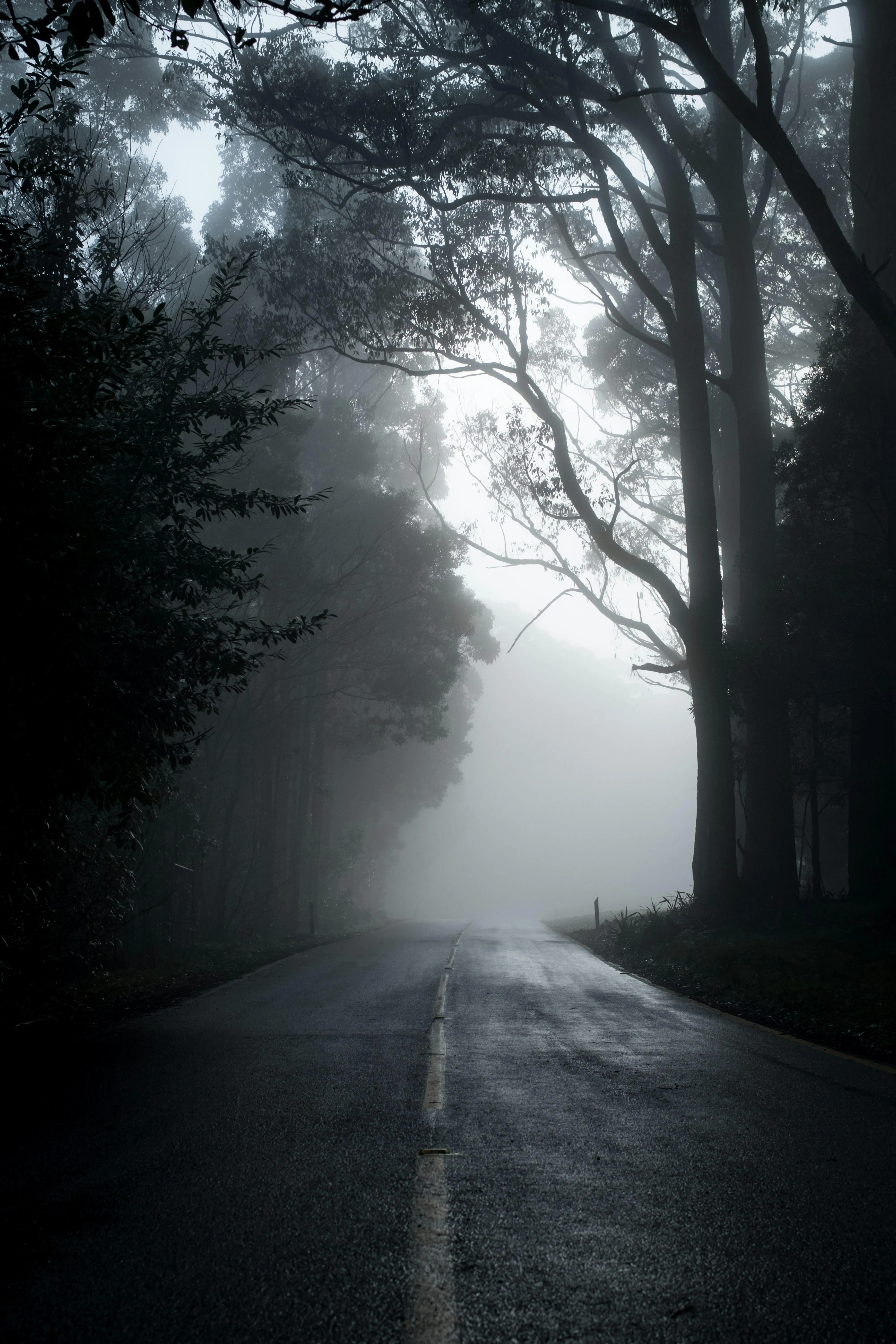 Wet Park Pathway Surrounded By Trees in Morning Rain