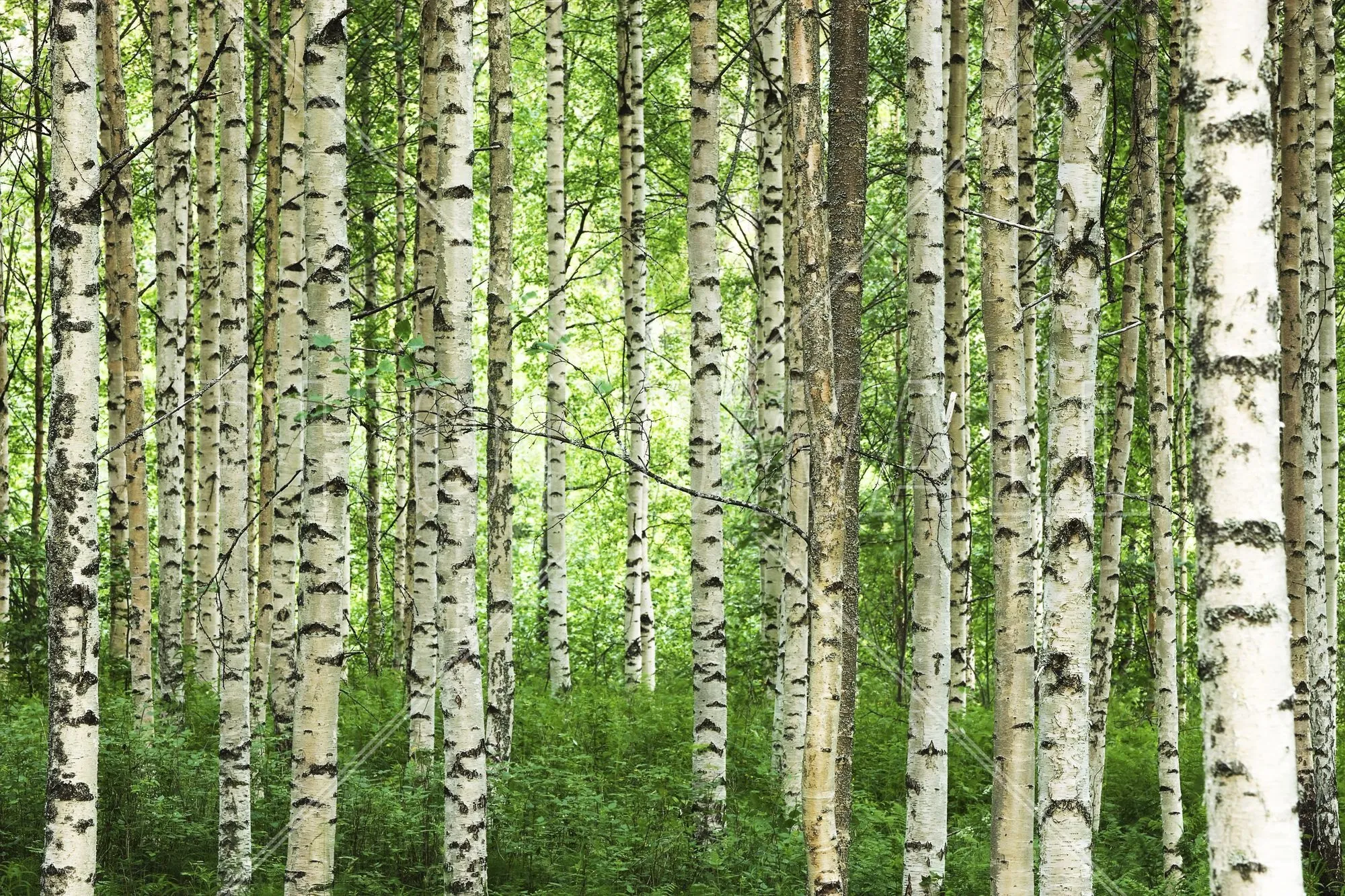 White Birch Tree Trunks Lined Up in a Peaceful Forest