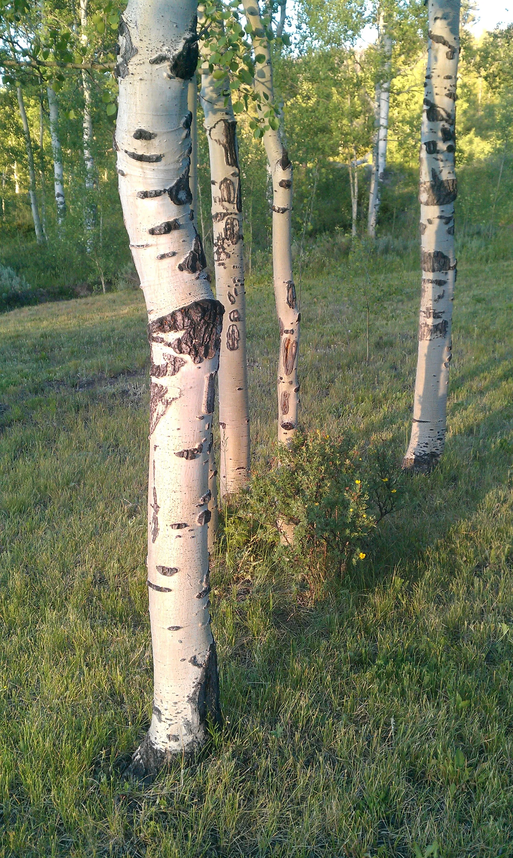 White Birch Trees Growing in Soft Green Grass Under Sunlight