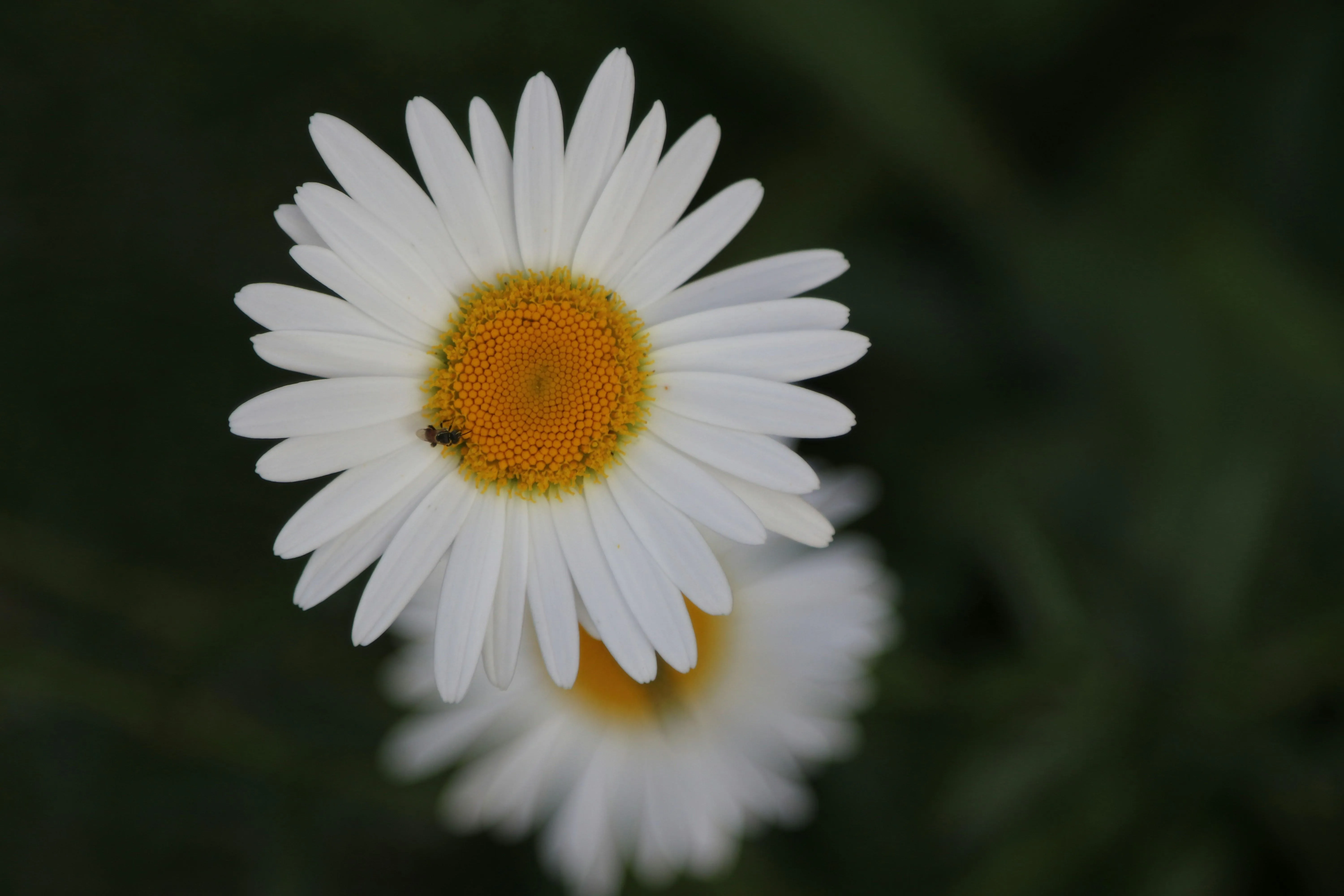 White Daisy Flower with Yellow Center on Black Background