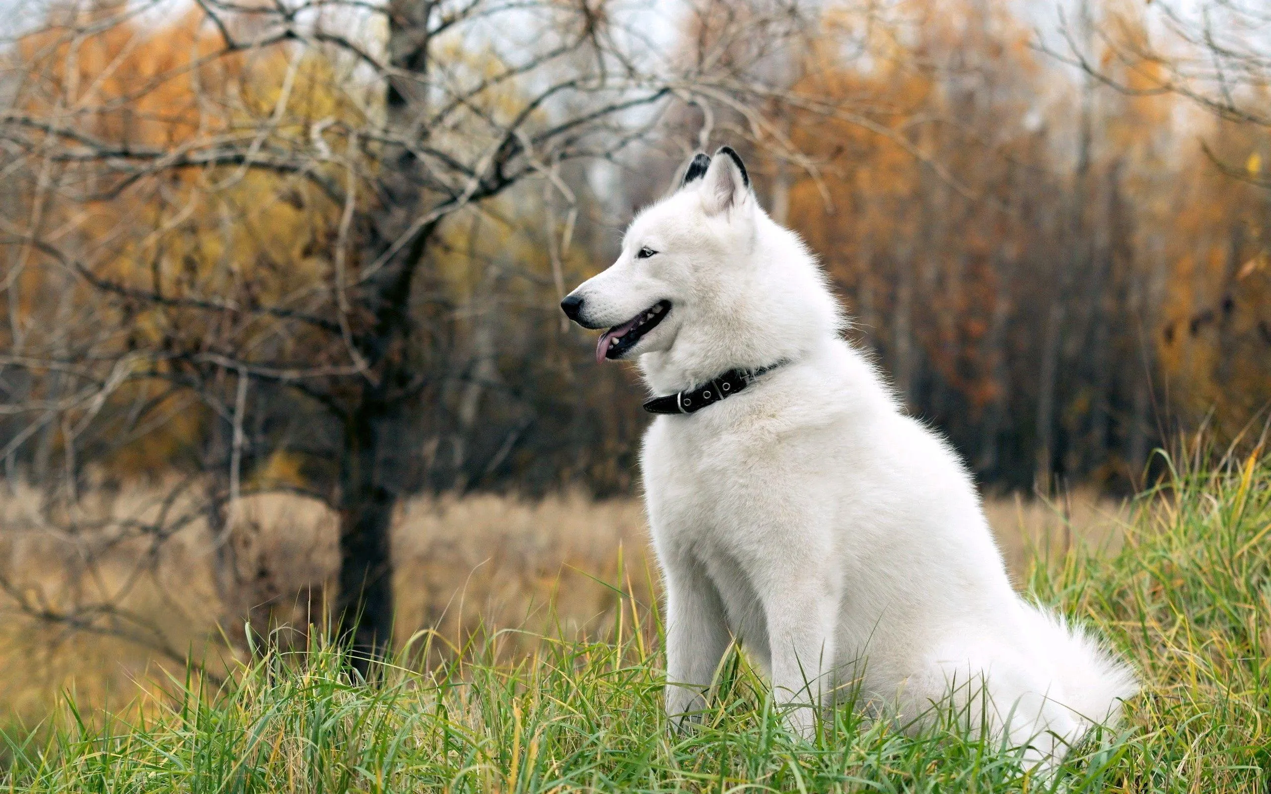 White Dog Sitting in Autumn Forest free Wallpaper