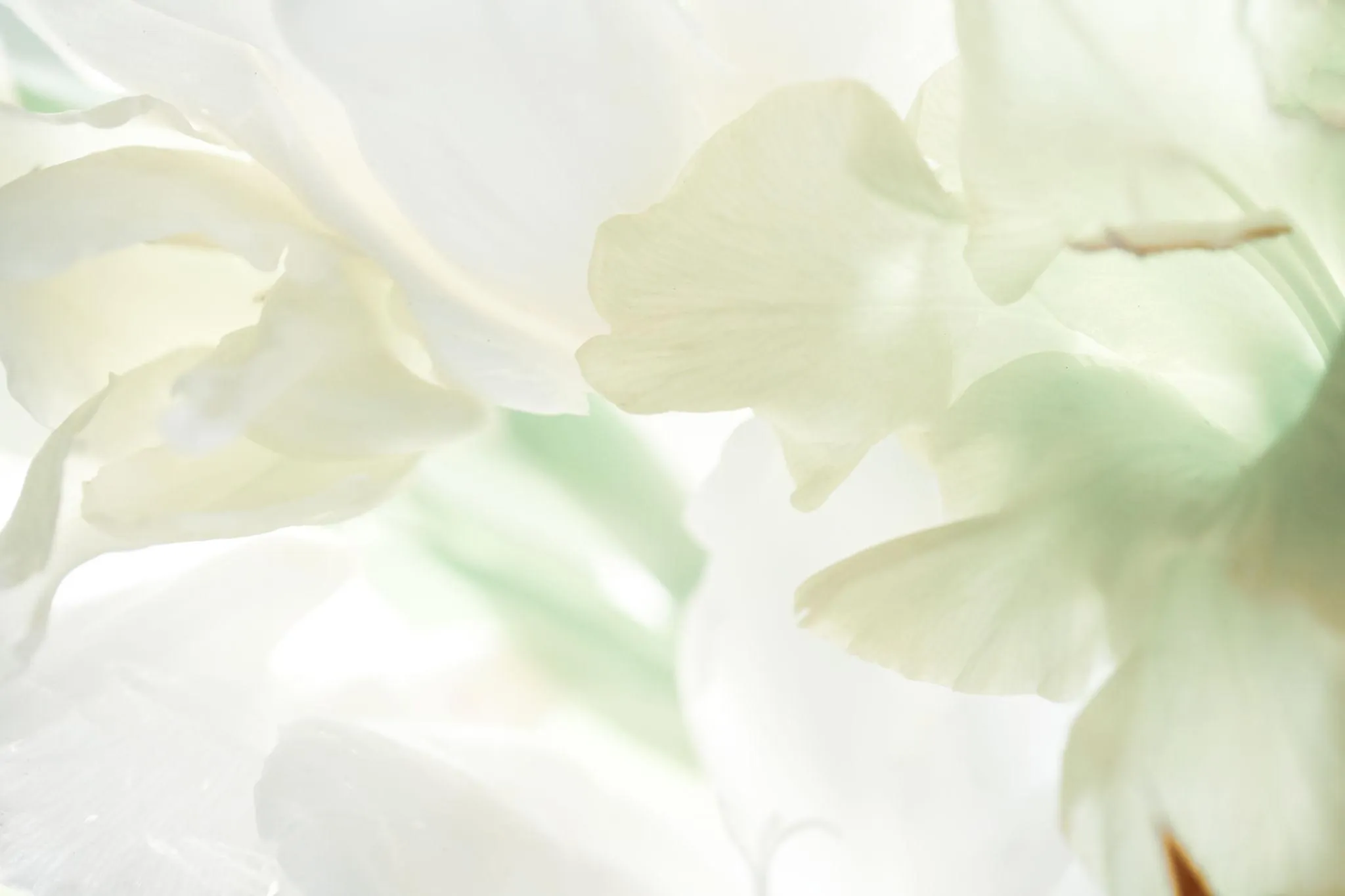 White Flower Petals in Soft Natural Daylight free image
