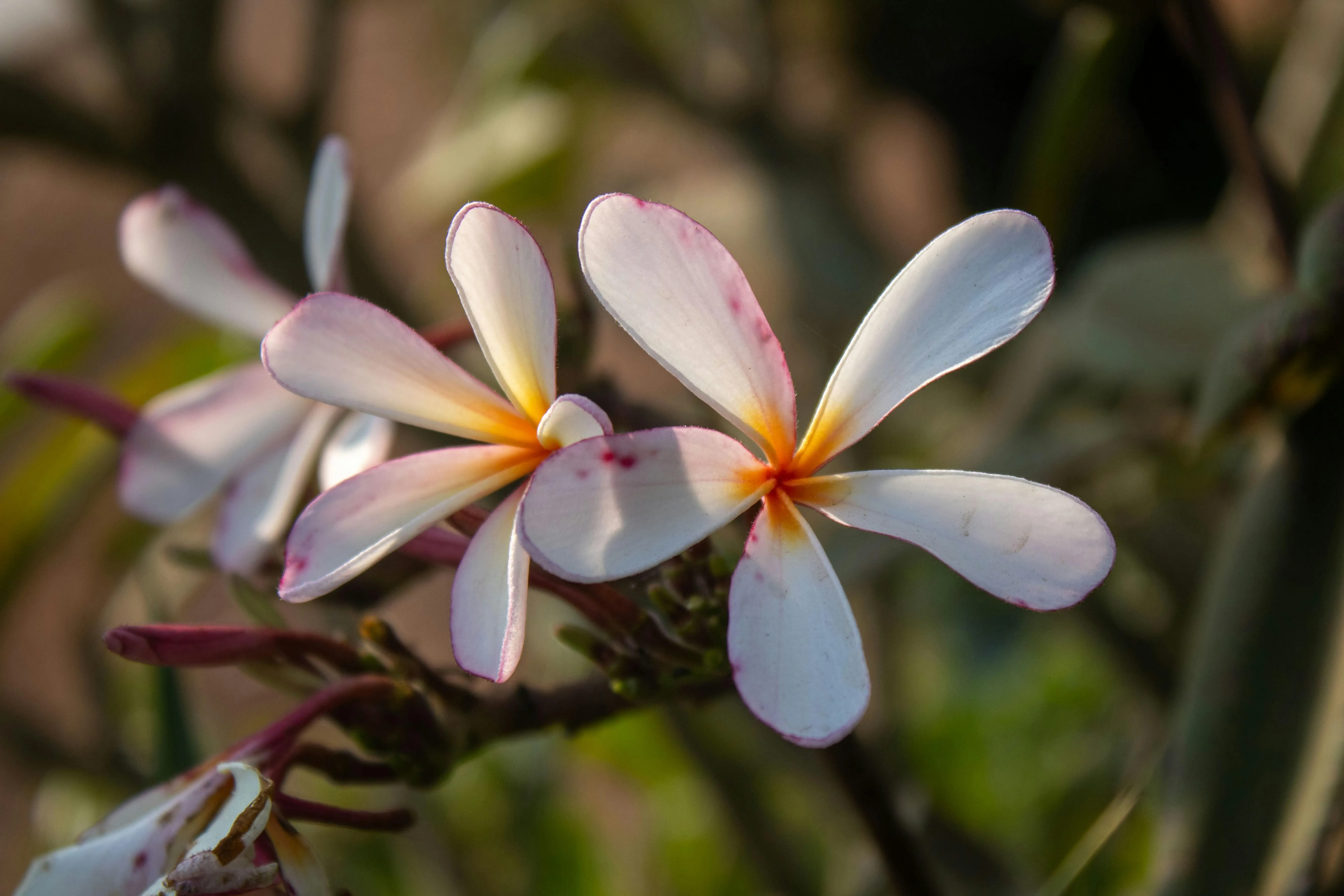 White frangipani flower blooming with green background