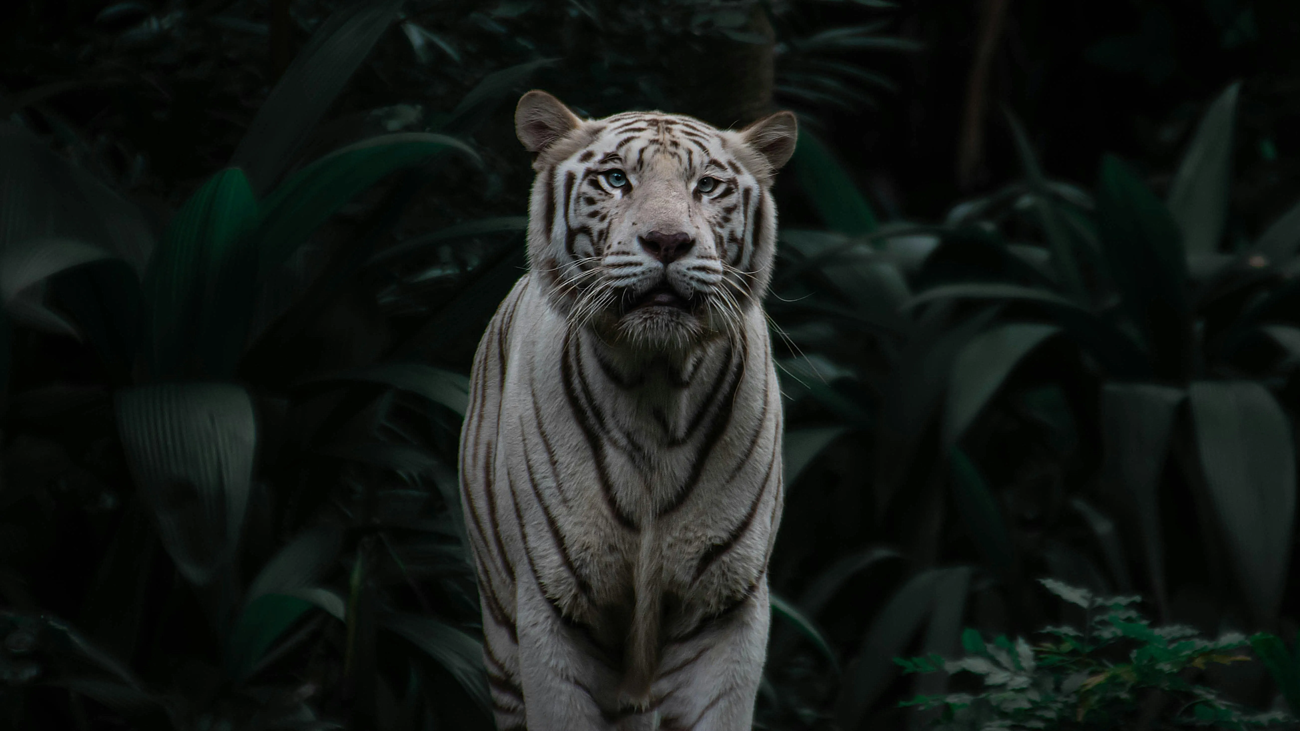 White leopard hiding in lush jungle vegetation image