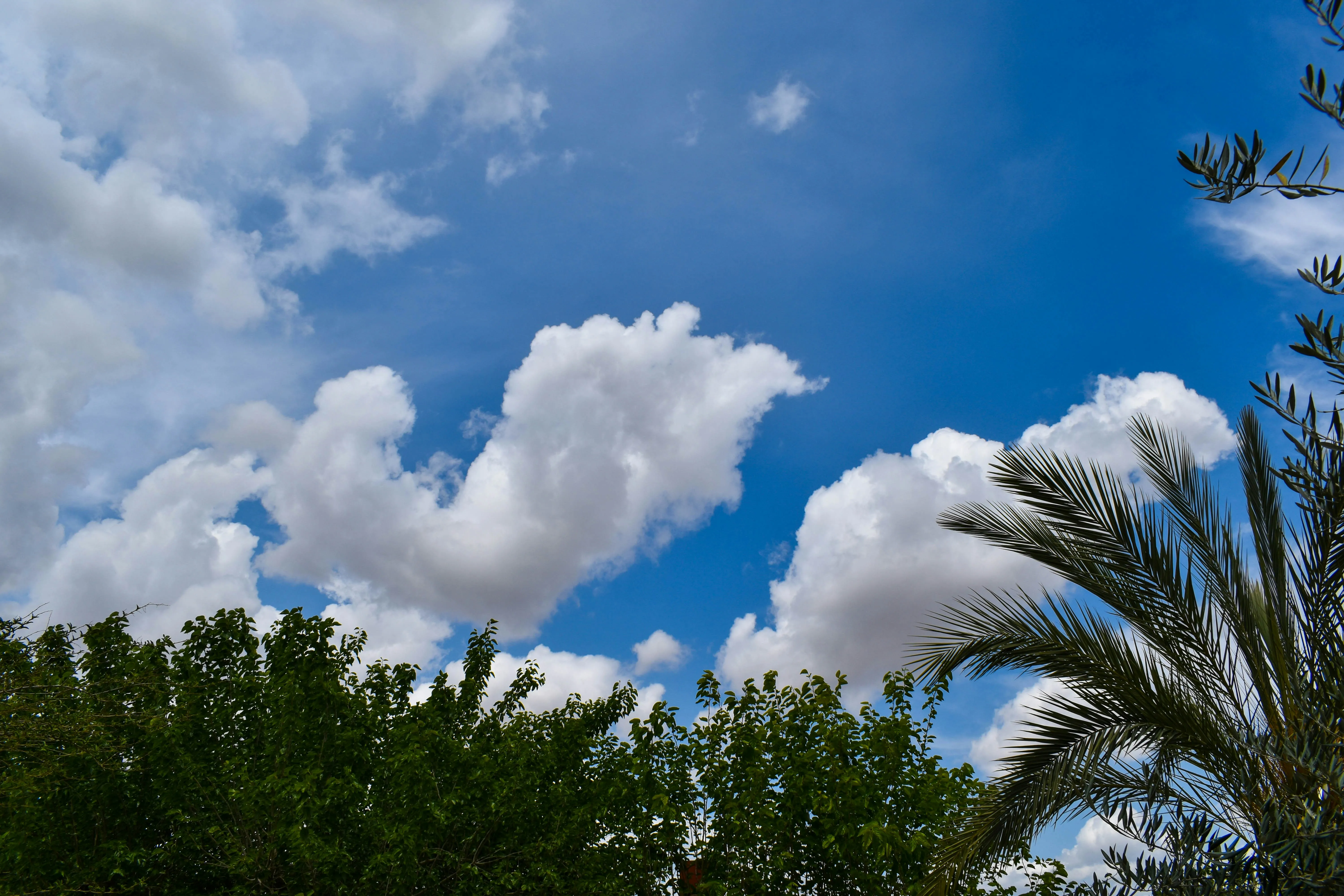 White Puffy Clouds Over Tropical Trees and Clear Sky