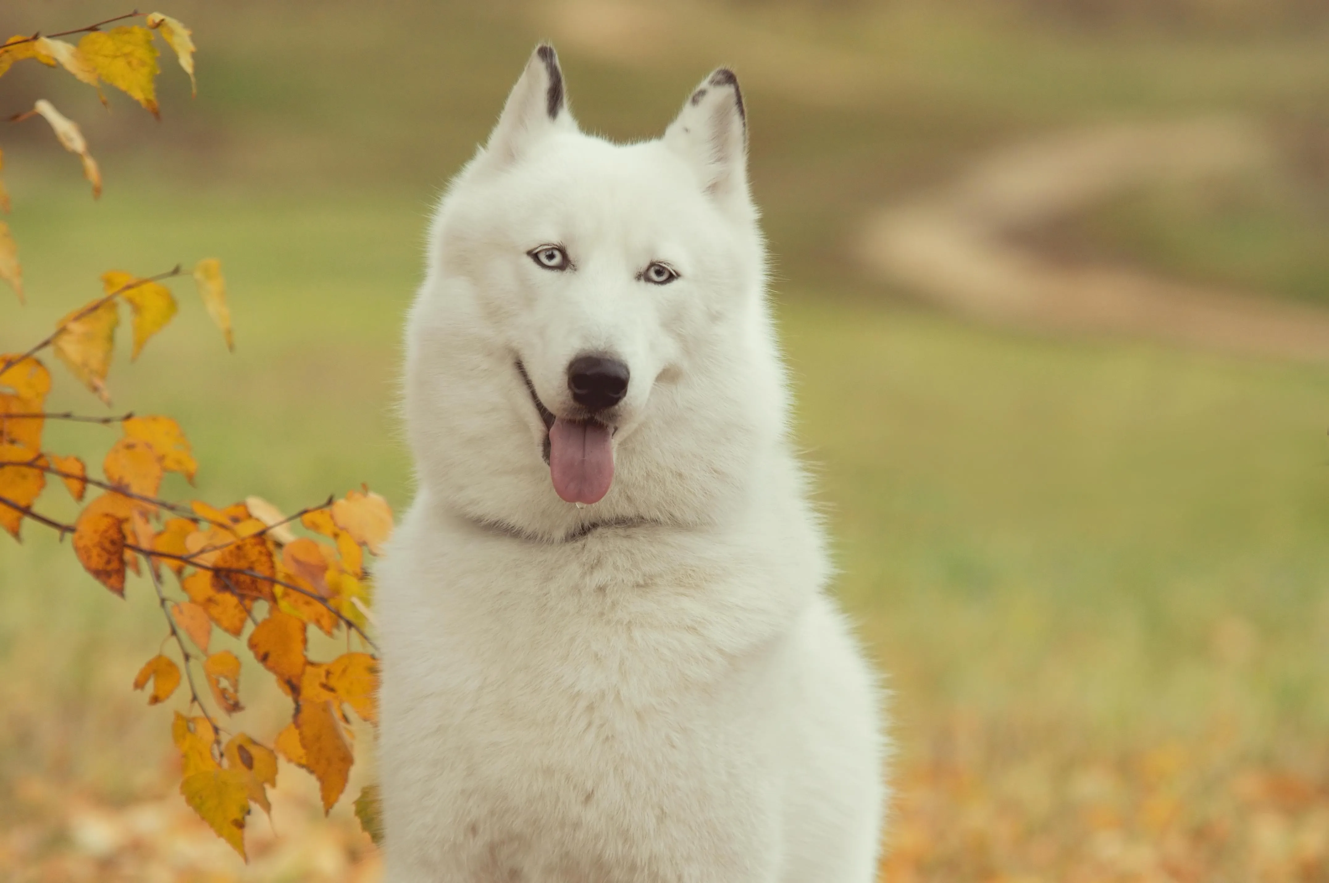 White Samoyed dog in autumn leaves looking alert image
