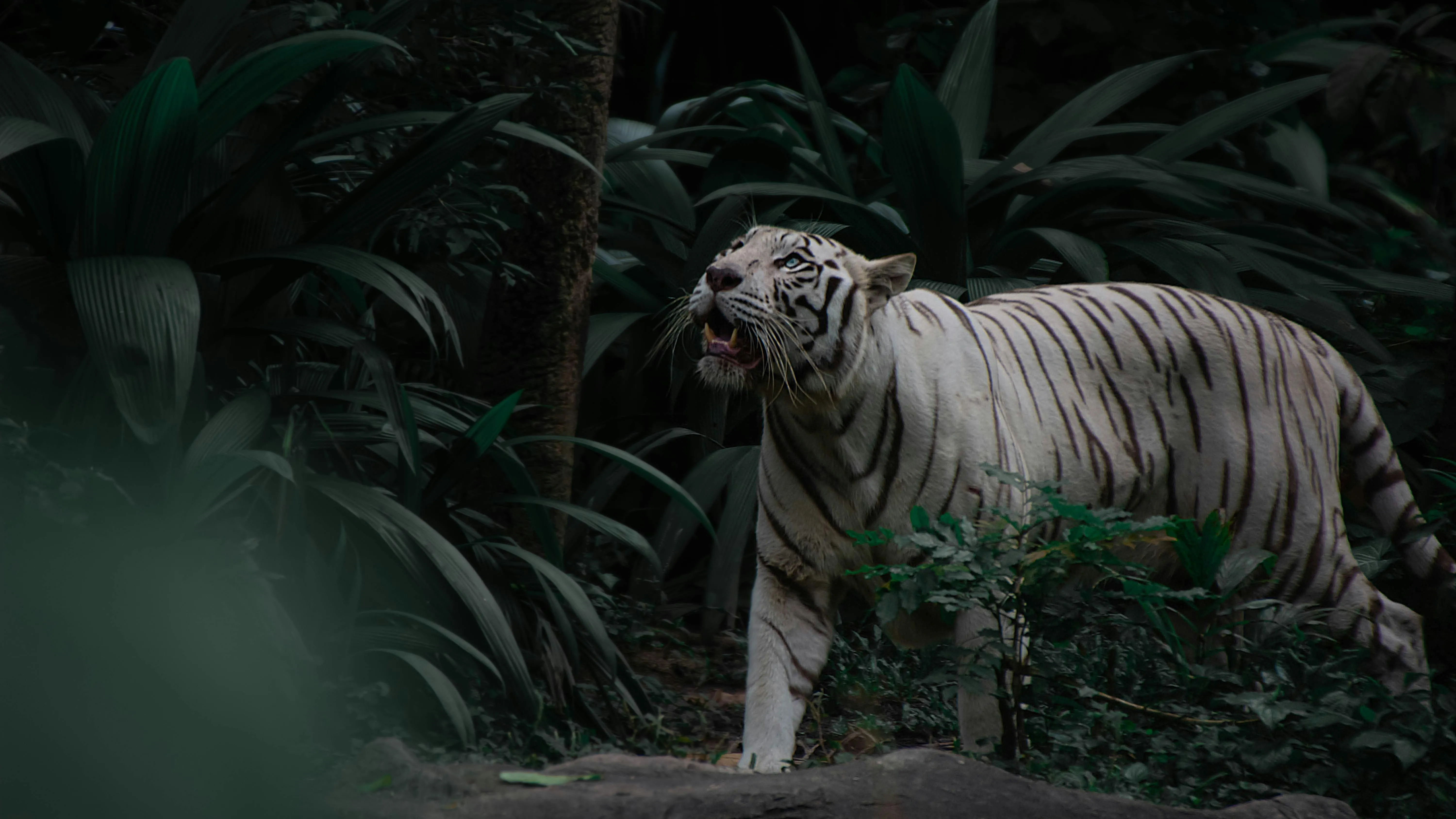 White tiger resting in jungle surrounded by vines image