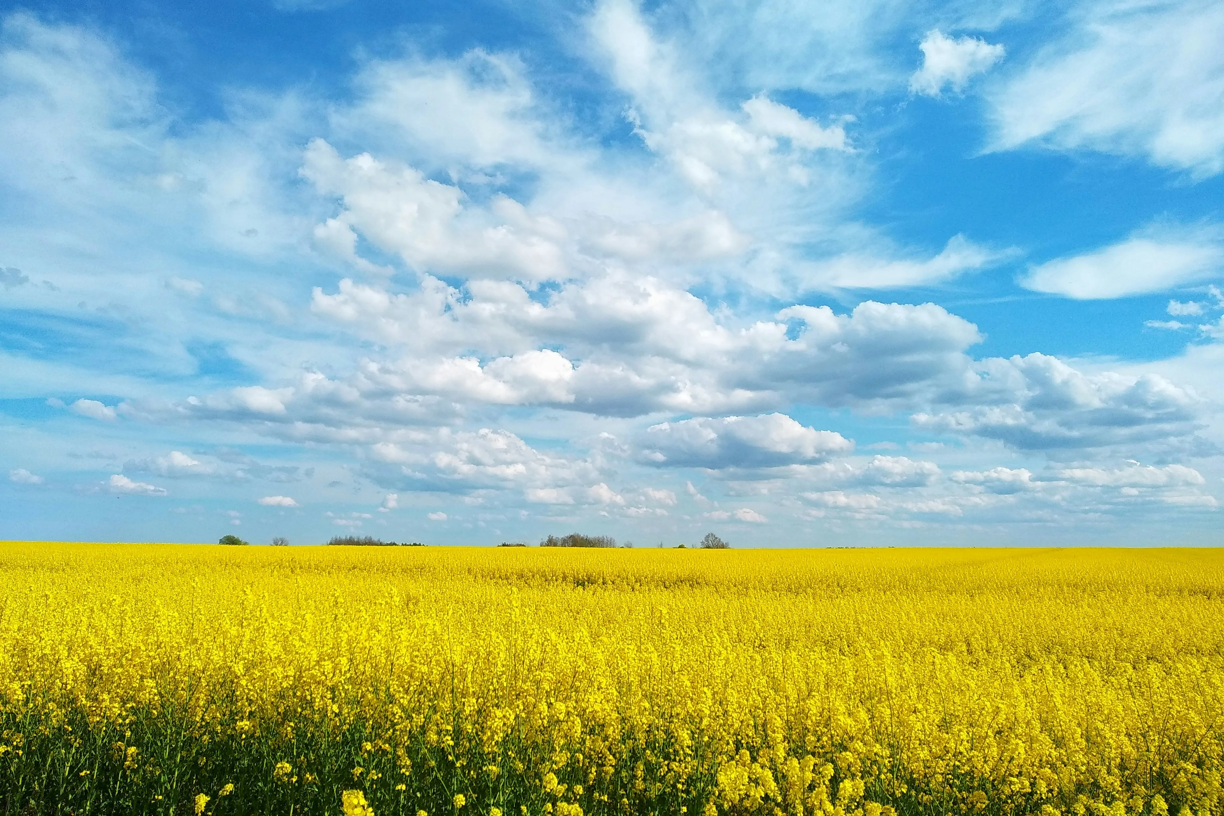 Wide Field of Yellow Flowers Under Bright Blue Sky with Clouds