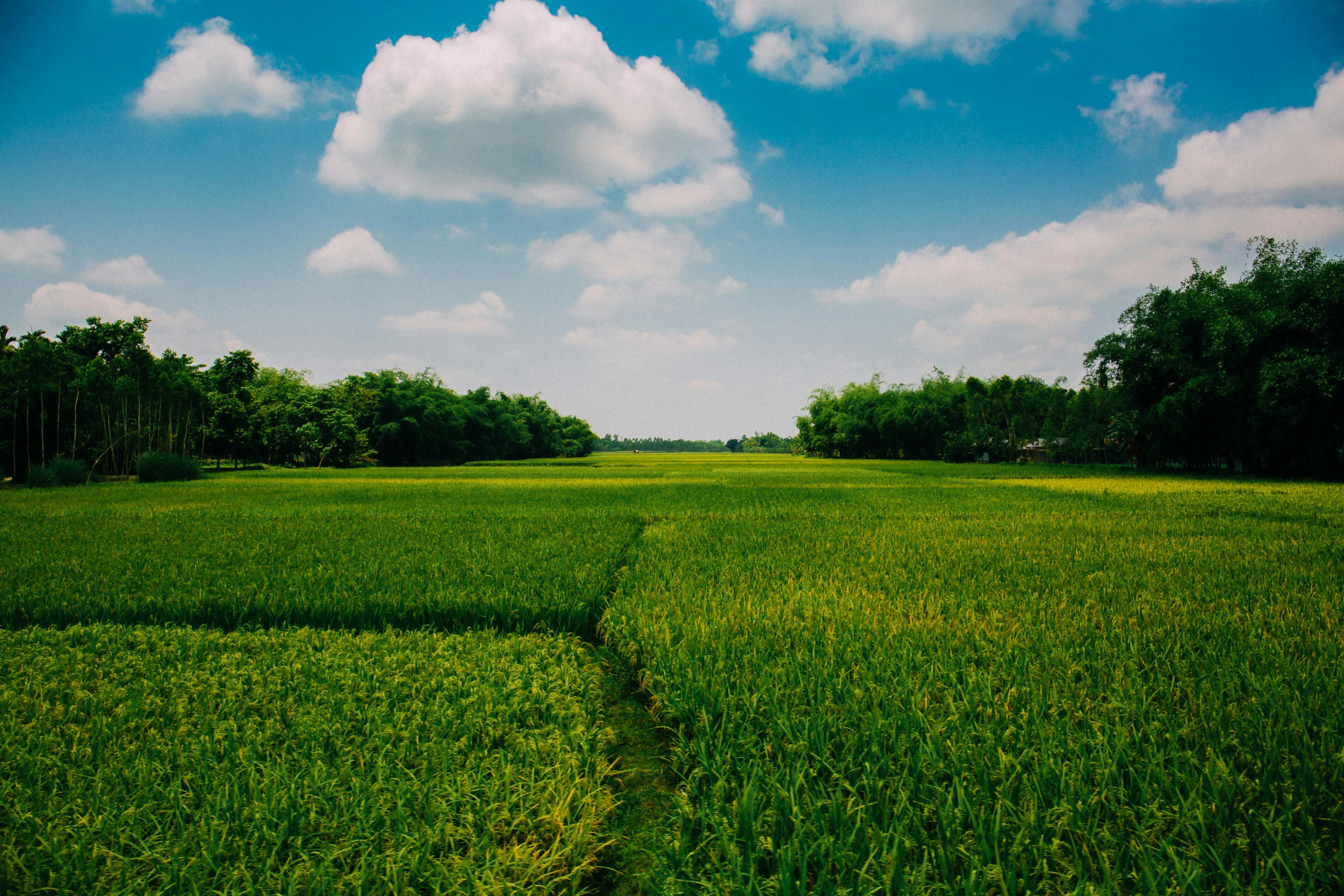 Wide Green Field Beneath a Bright Blue Summer Sky