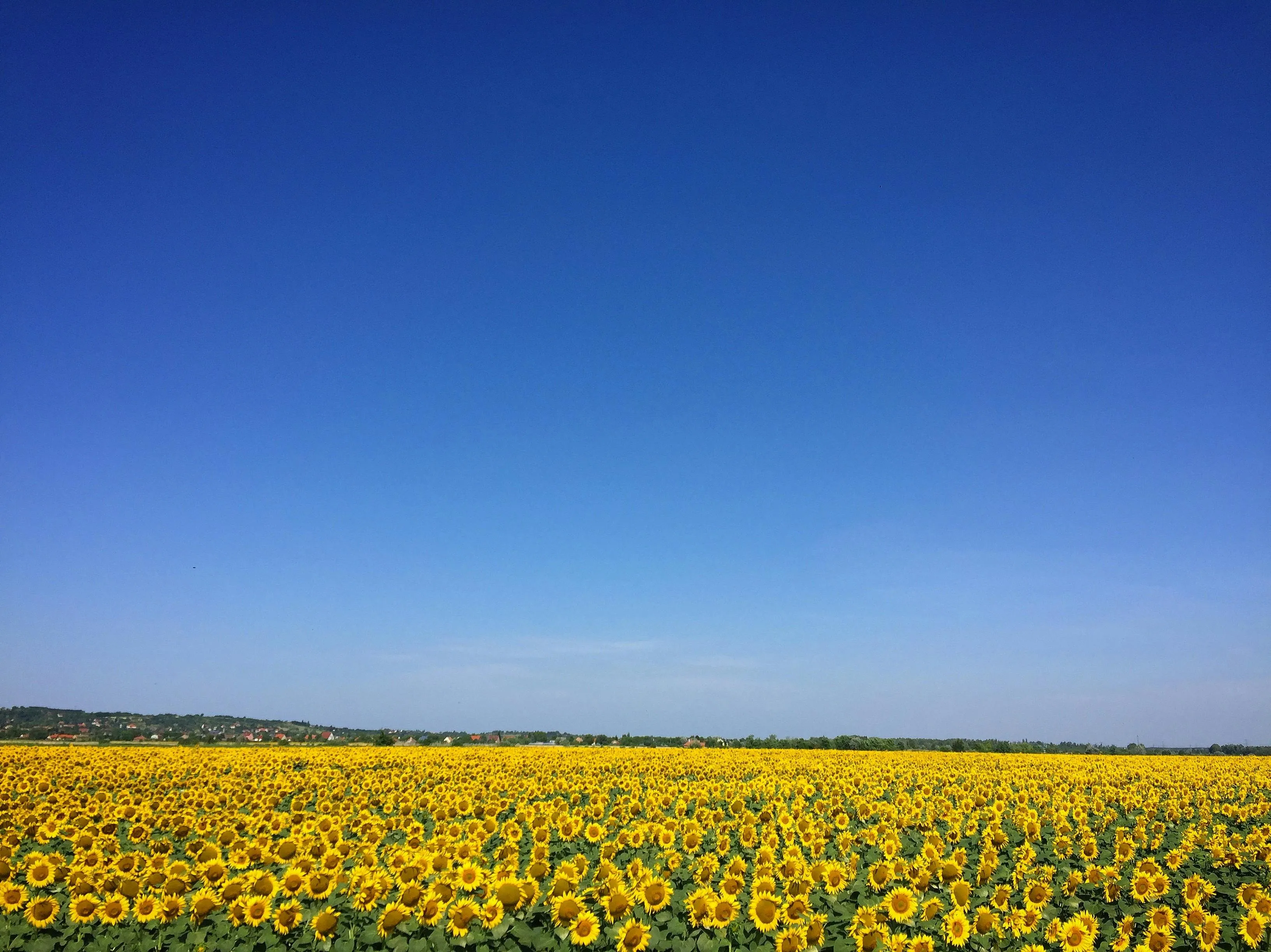 Wide Landscape Under Clear Sky and Yellow Field Wallpaper