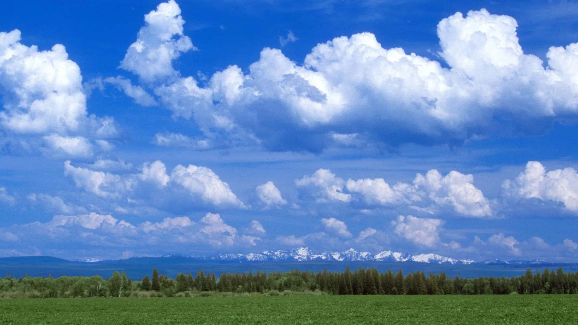 Wide Open Field Under Blue Sky Filled with White Clouds