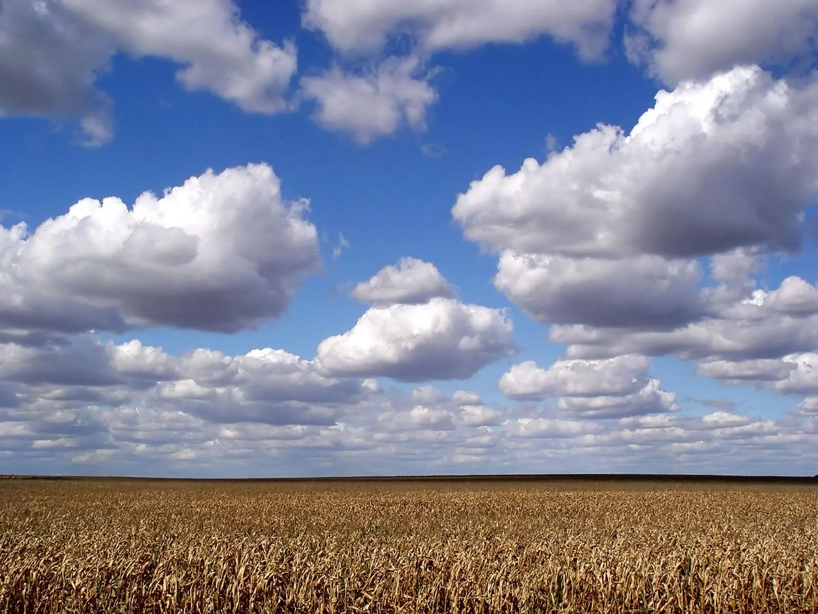 Wide Open Field with White Clouds on a Bright Sunny Day