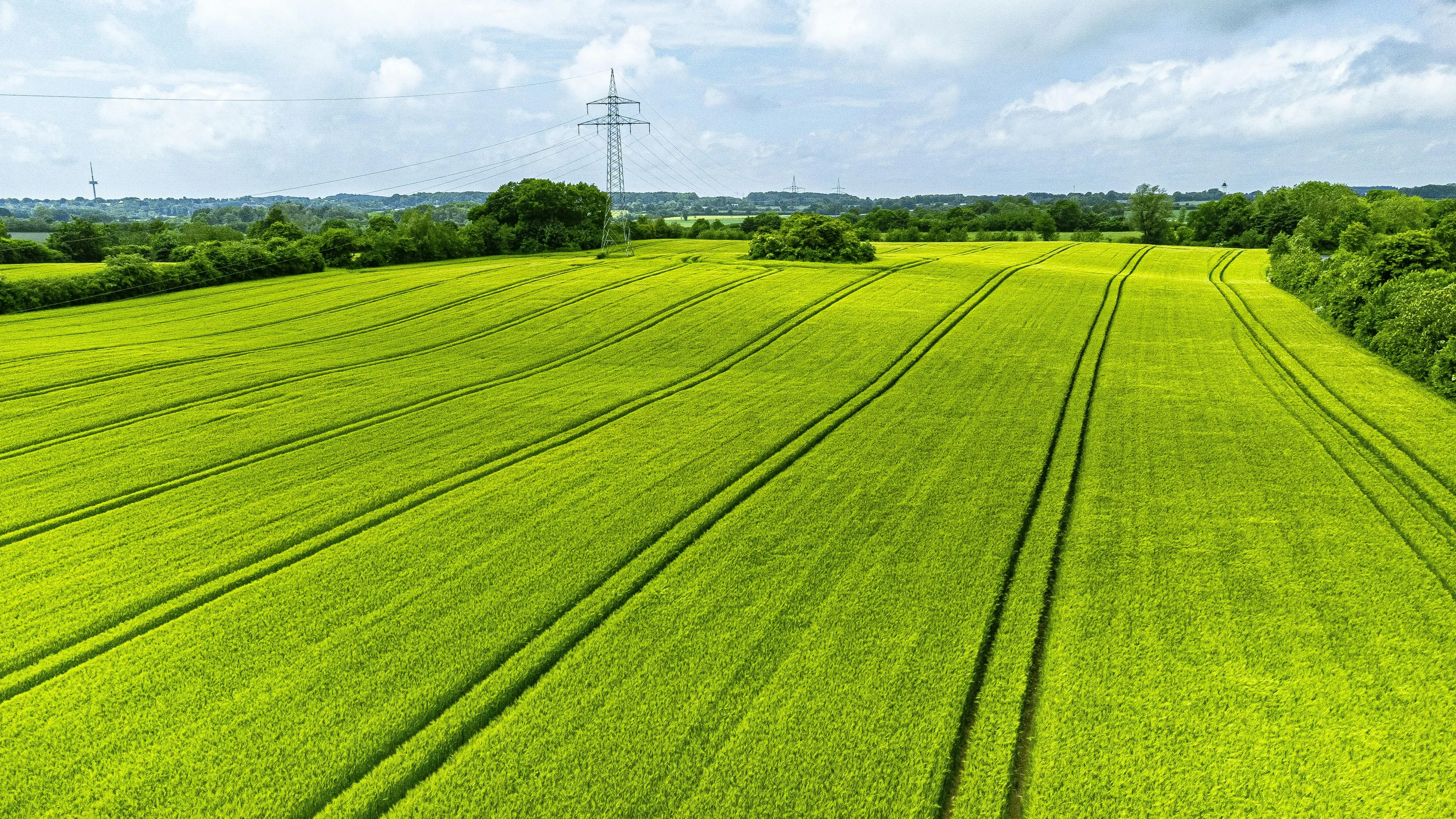 Wide shot of green agricultural field on sunny day