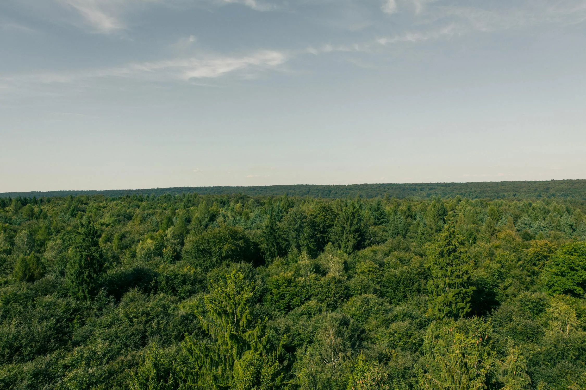 Wide View of Green Forest Canopy Under a Blue Sky Wallpaper