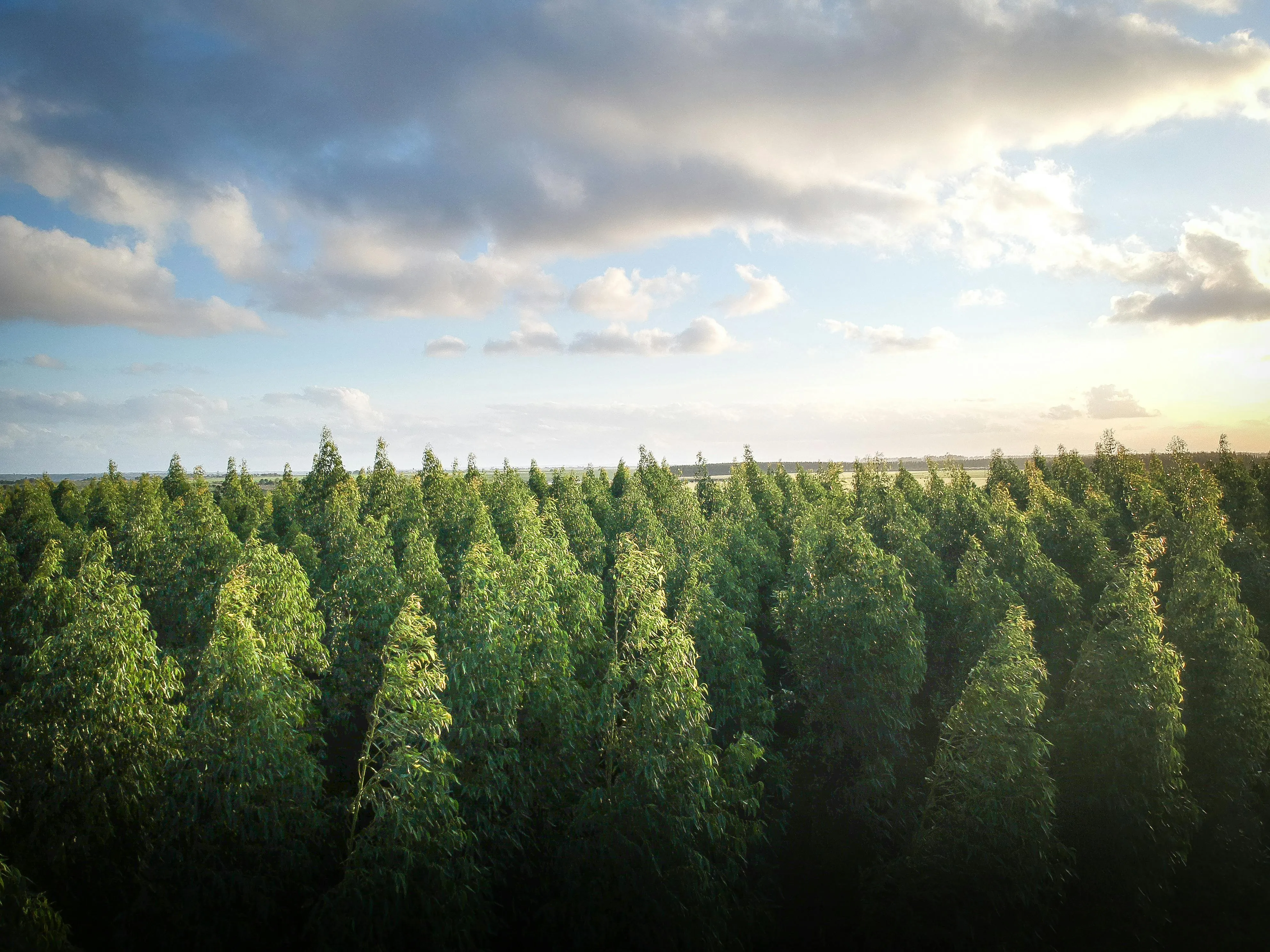Wide View of Green Forest Under Soft Cloudy Sky Image