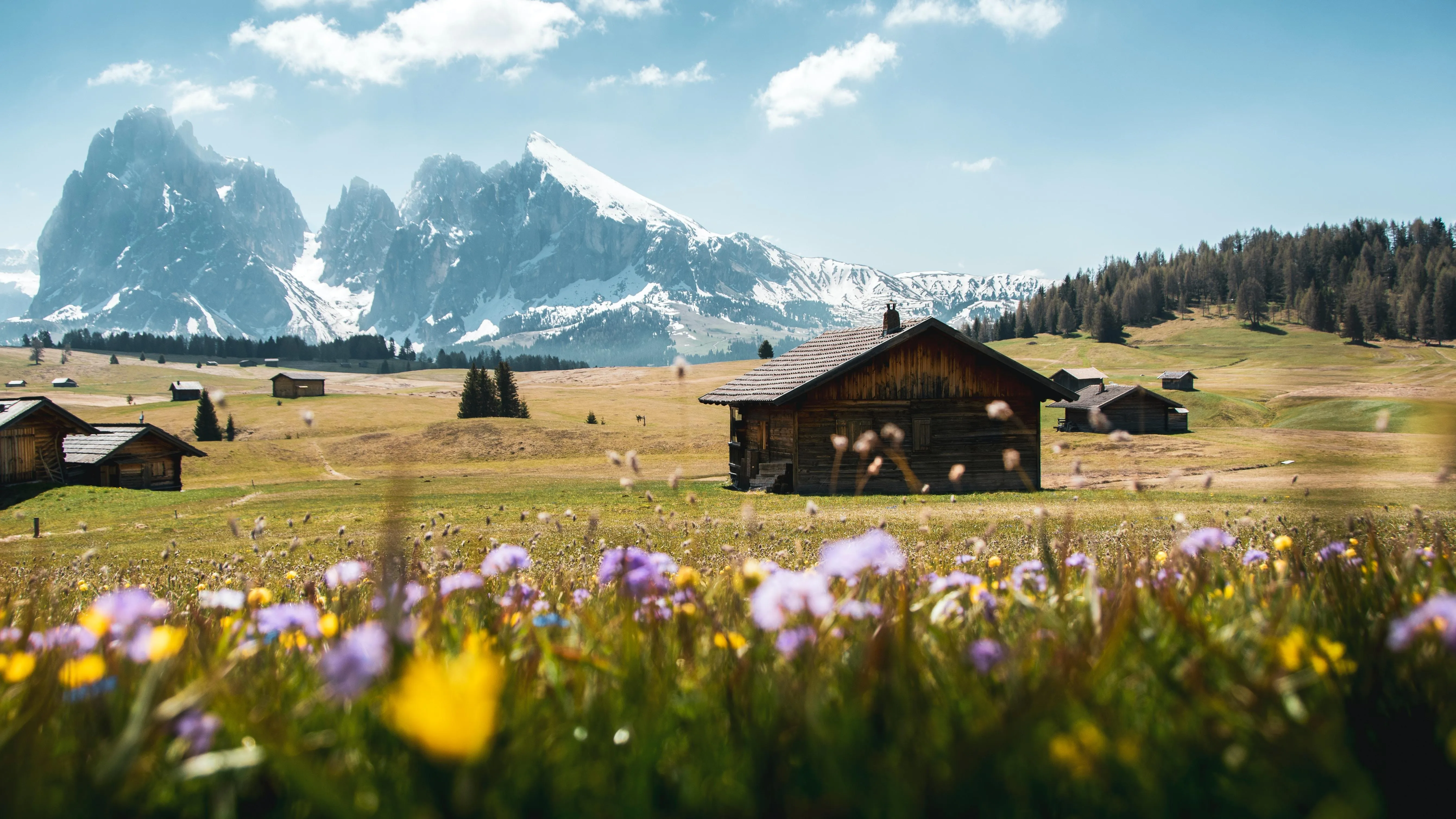 Wildflower Meadow with Wooden Cabin and Mountains in Background