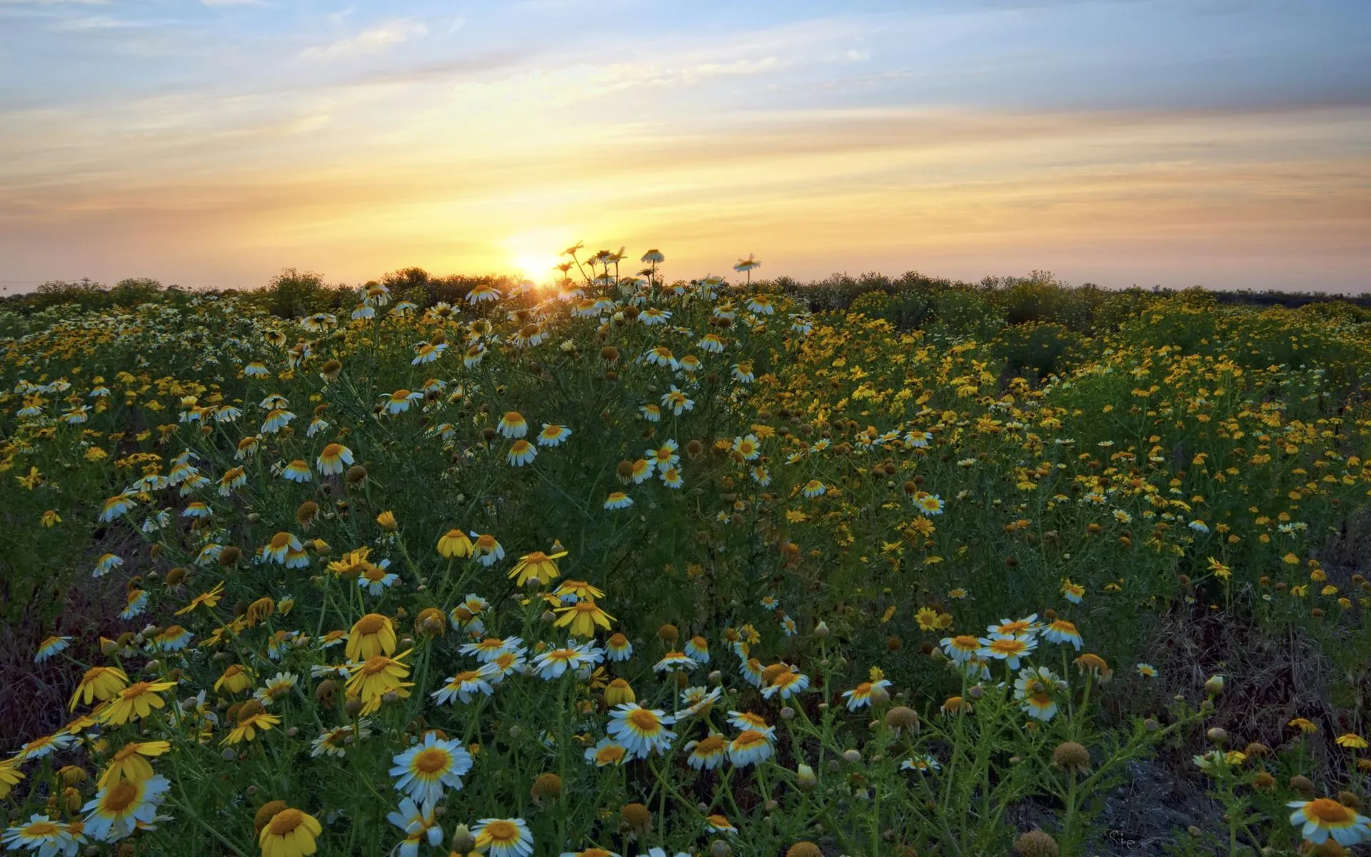 Wildflowers Blooming in a Field During a Warm Sunset