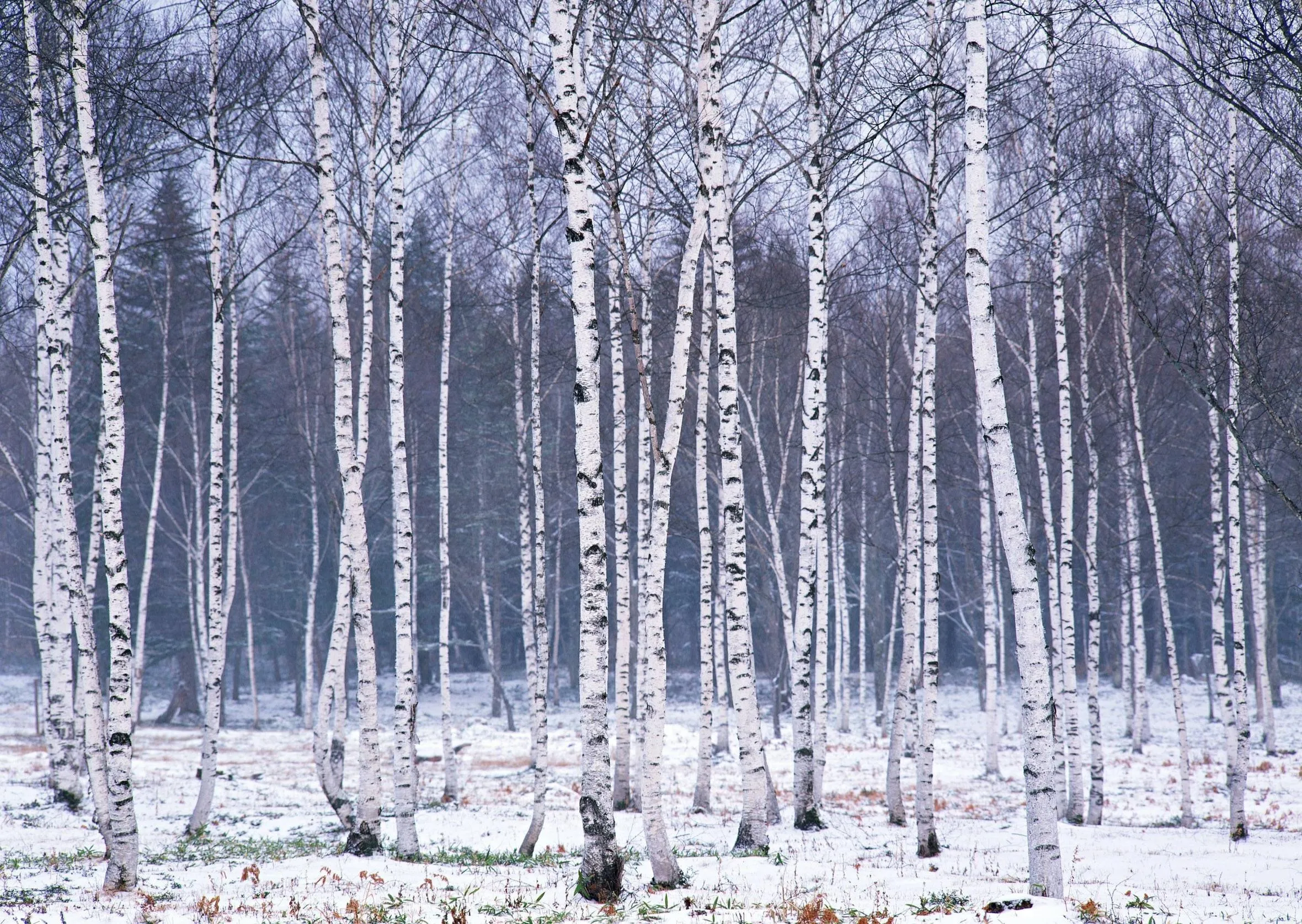 Winter Birch Forest with Snow Covering Ground and Bare Trees