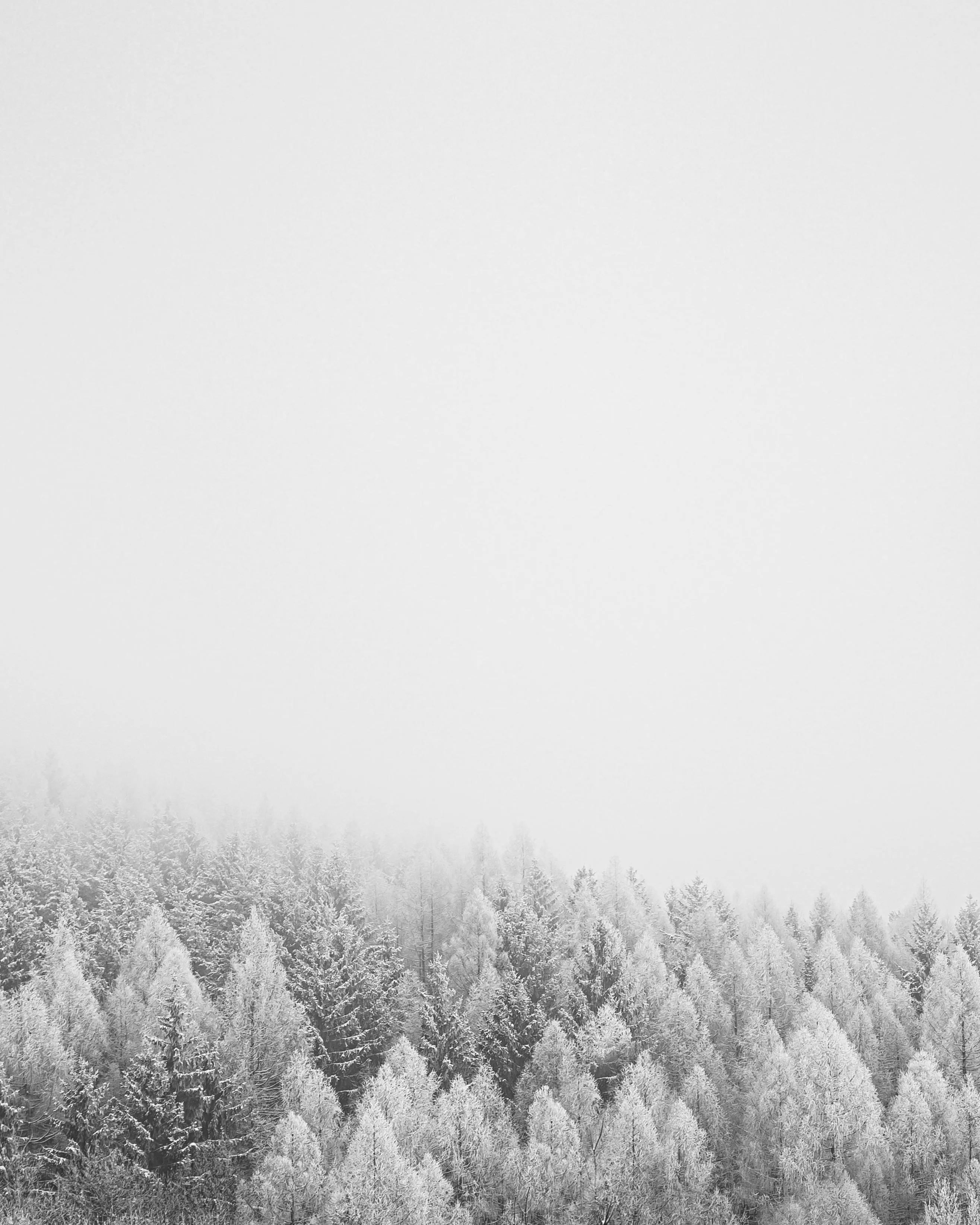 Winter Forest Covered in Snow with Trees Fading To White