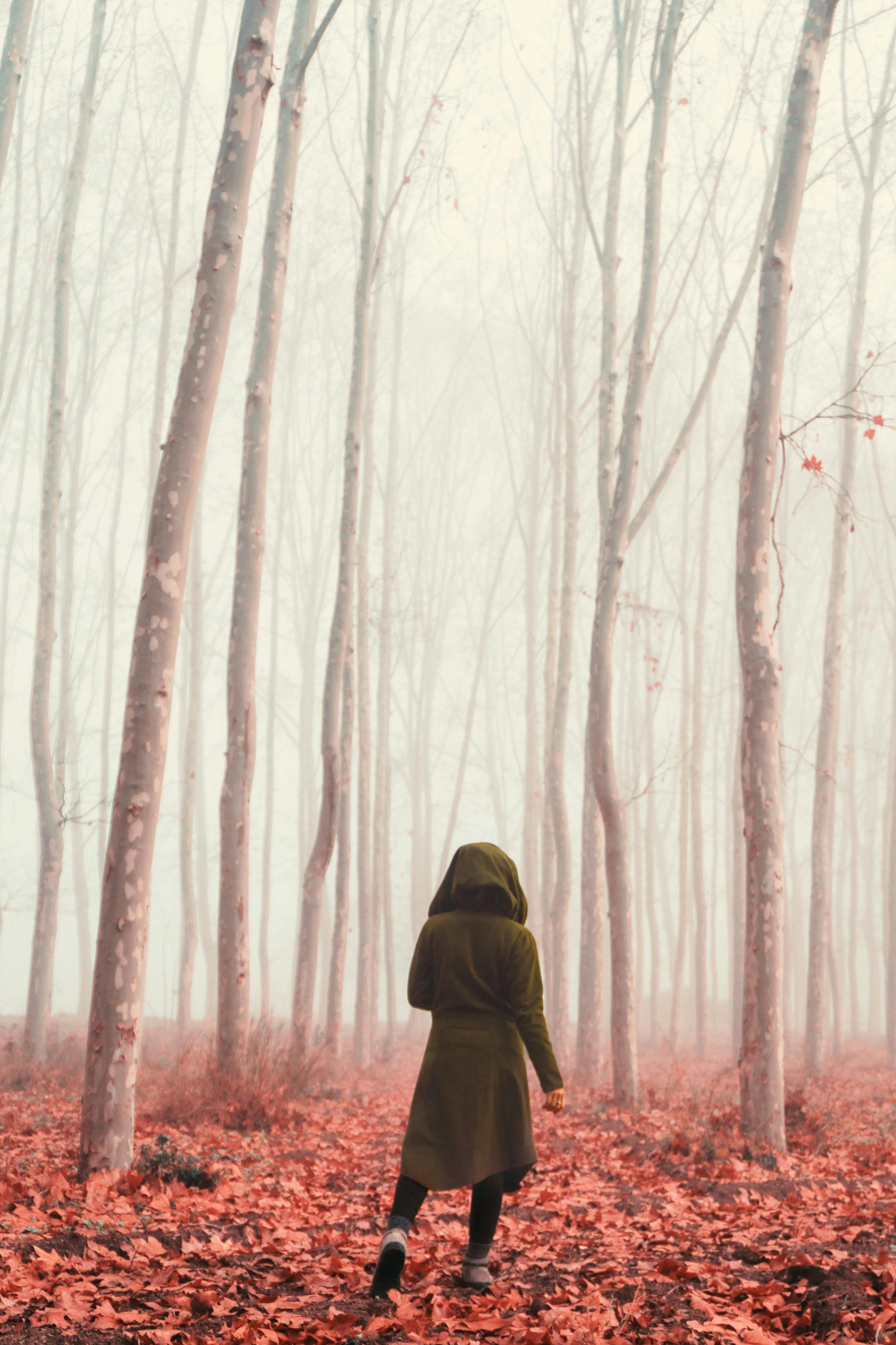 Woman Walking Through a Foggy Forest with Red Fallen Leaves