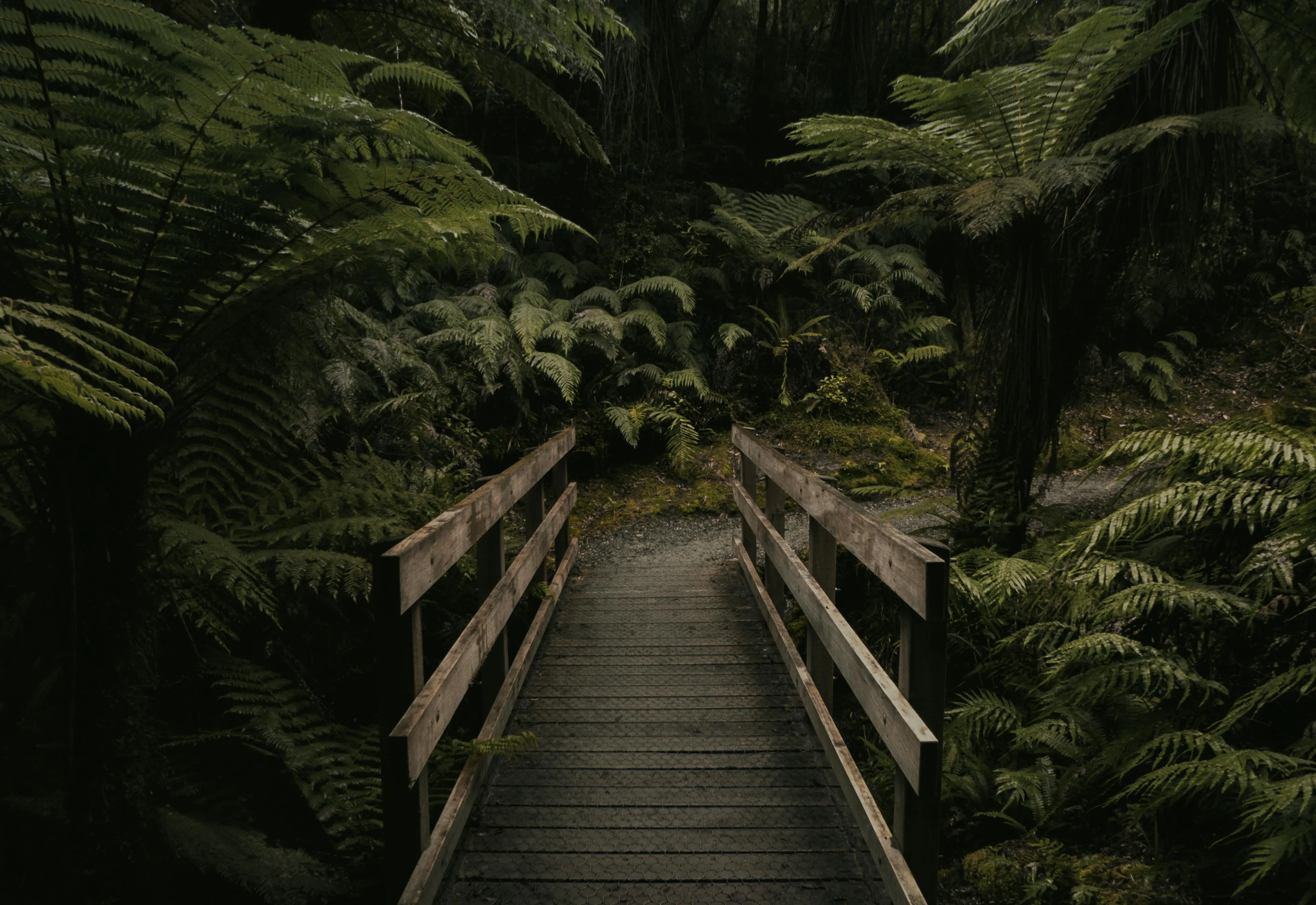 Wooden Bridge Crossing Over Lush Green Ferns in Deep Forest