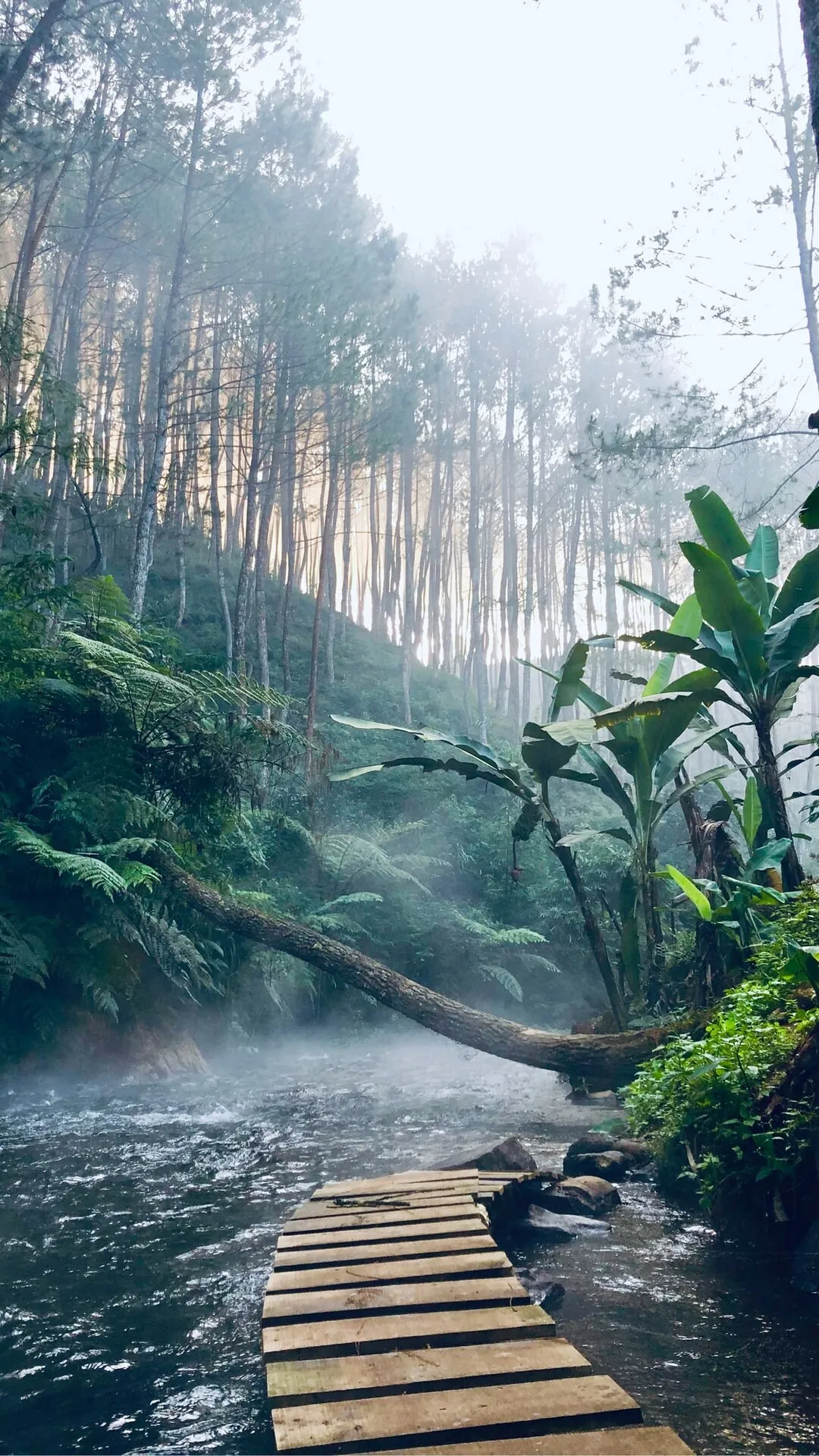 Wooden Bridge Crossing Stream in a Misty Forest Wallpaper