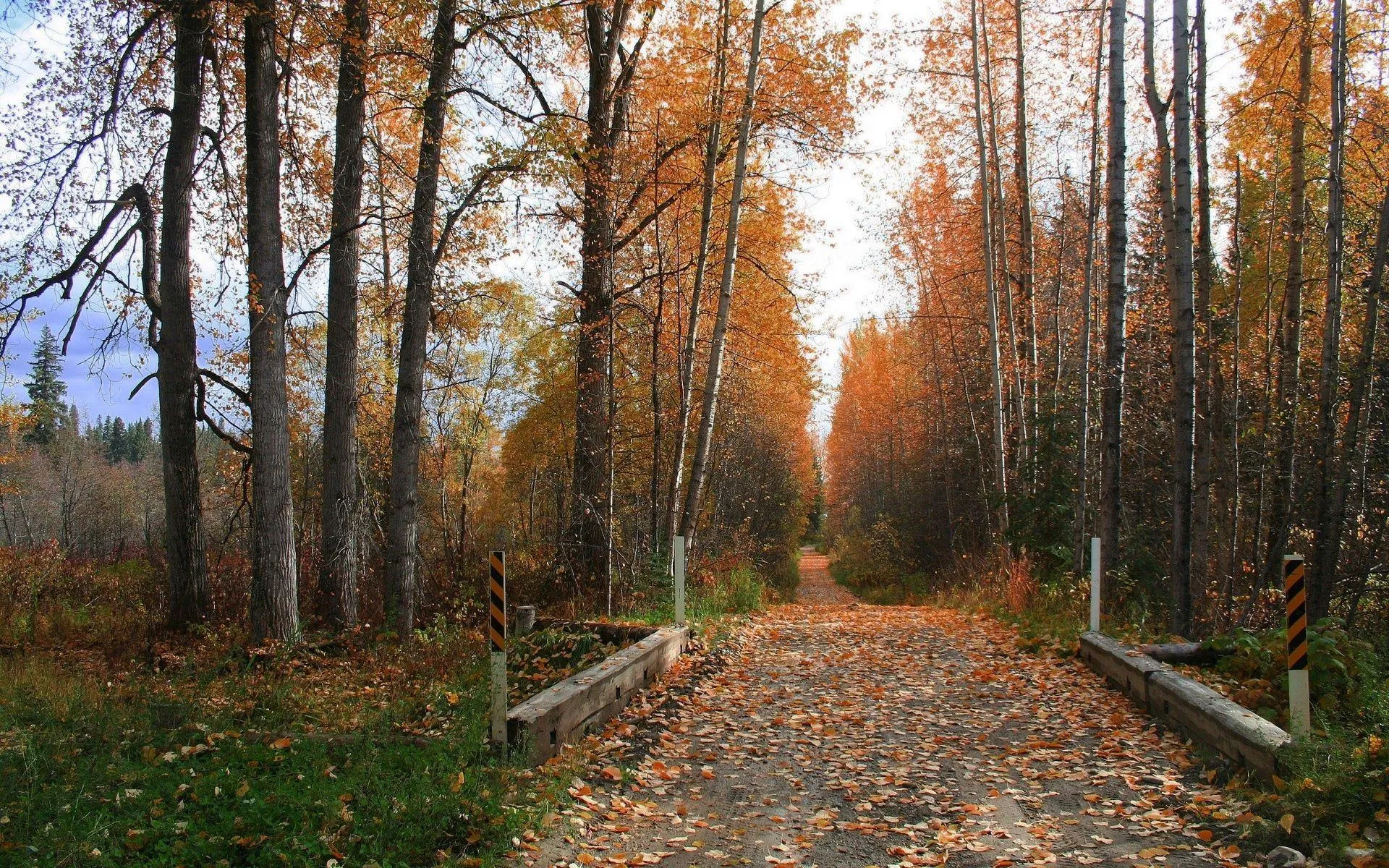 Wooden Cabin in Autumn Forest with Golden Tree Leaves